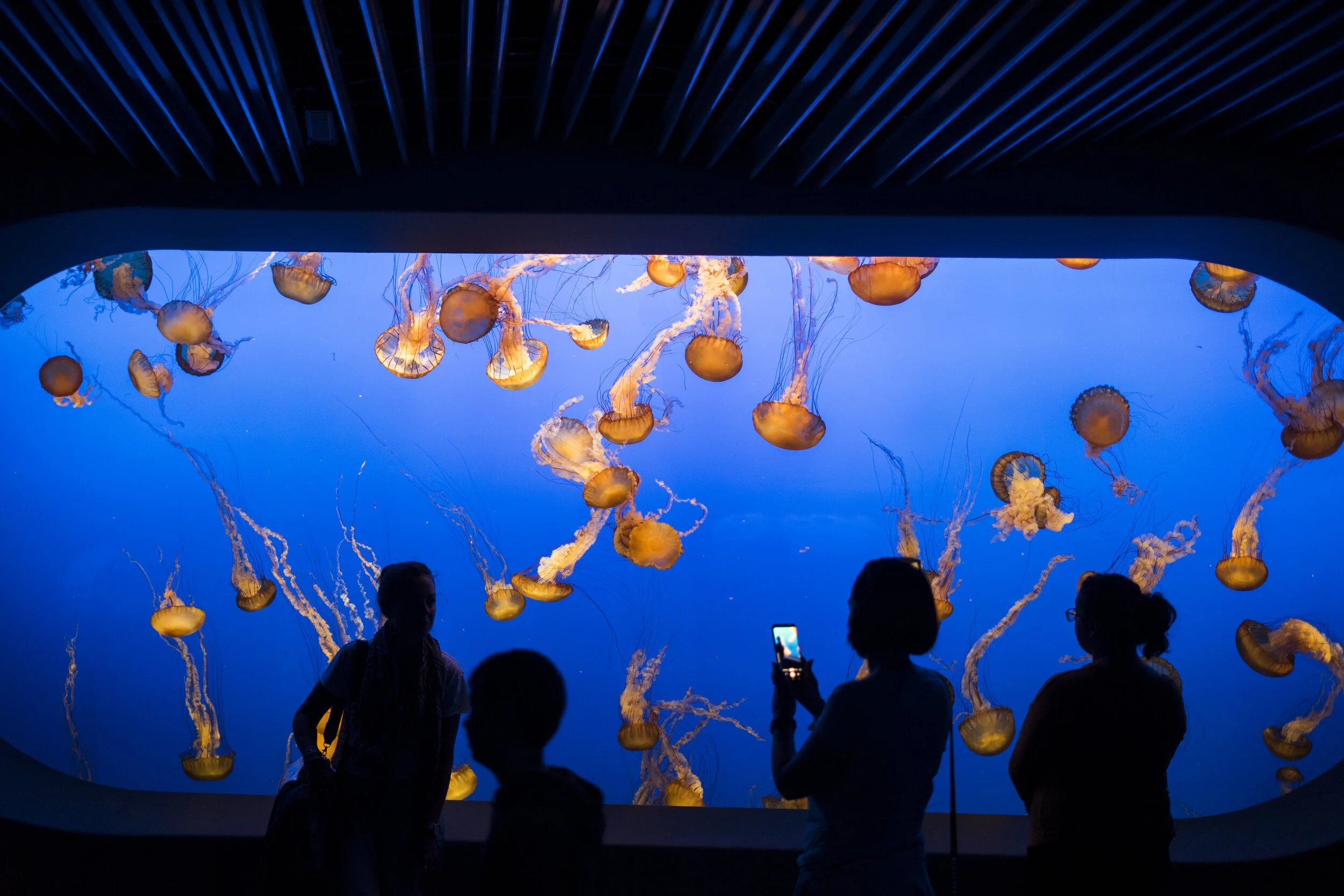  Visitors observe and snap photos of the mesmerizing moon jellyfish exhibit at the Monterey Bay Aquarium in Monterey, CA.  