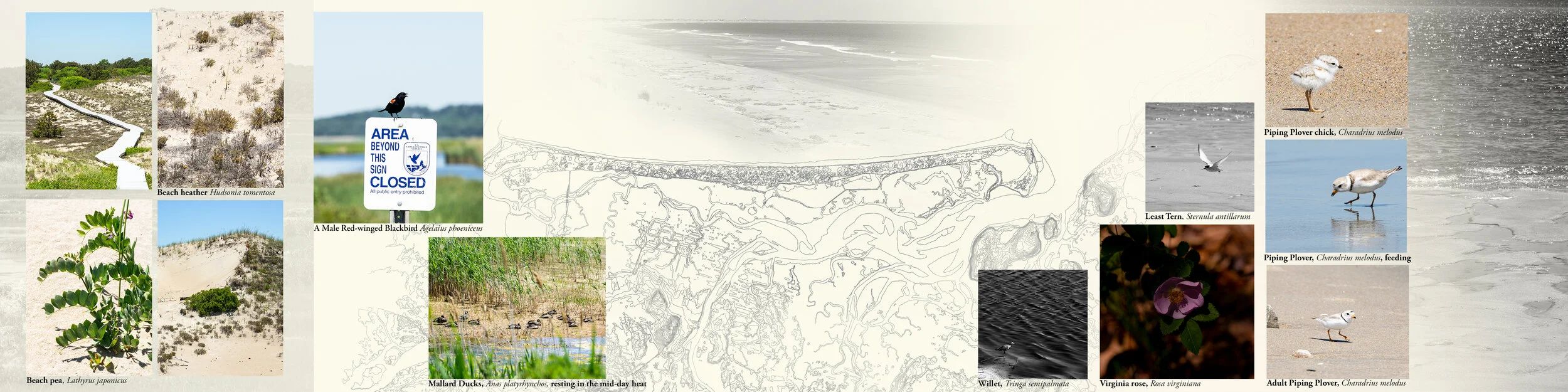 A graphic composition introducing the various species of interest observed at Parker River Wildlife Refuge and topography and hydrology lines of the preserve.Parker River Wildlife Refuge is a miraculous haven of 4,700 acres of pristine, preserved la…