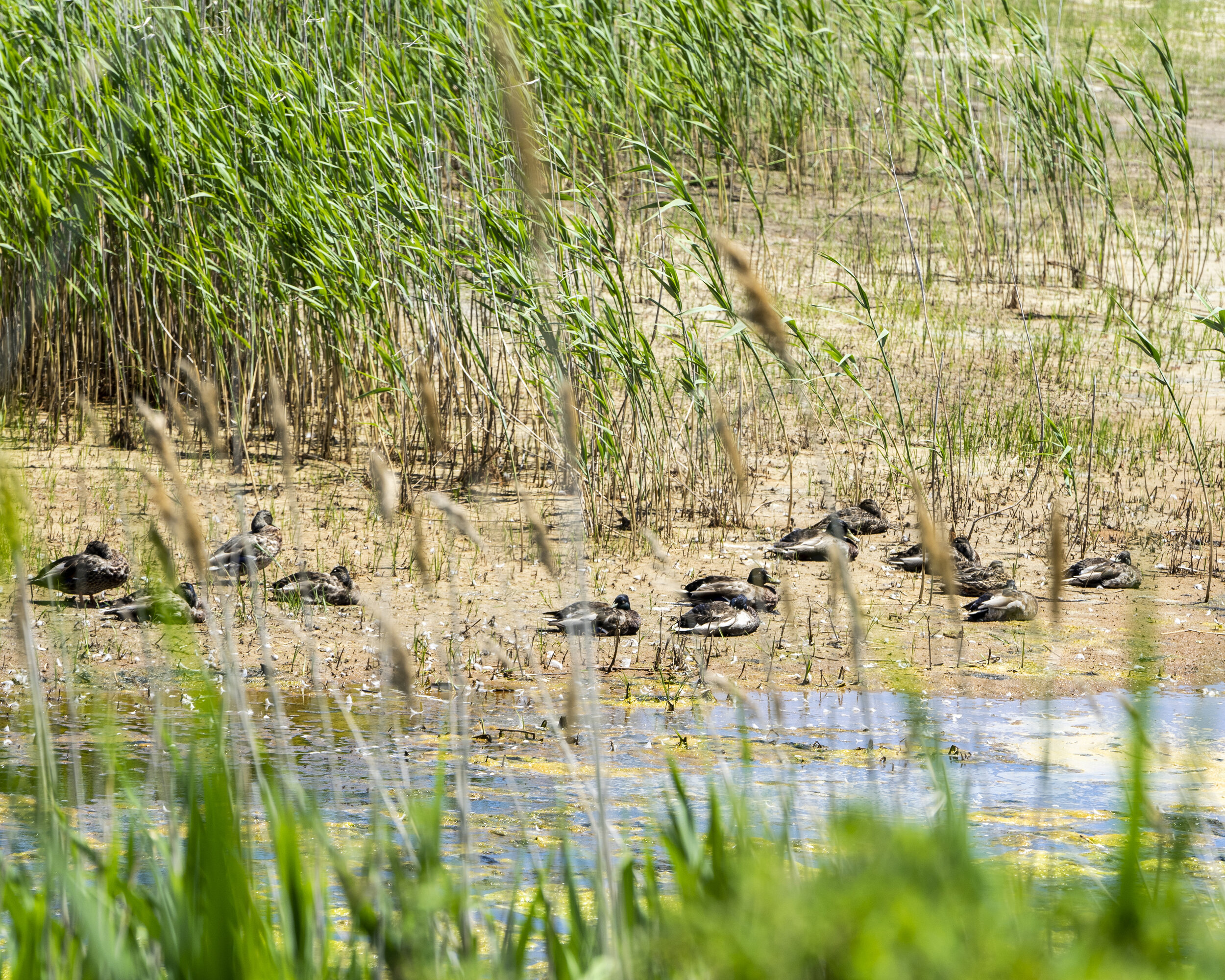 Mallards rest among the rushes in the oppressive mid-day heat of July.