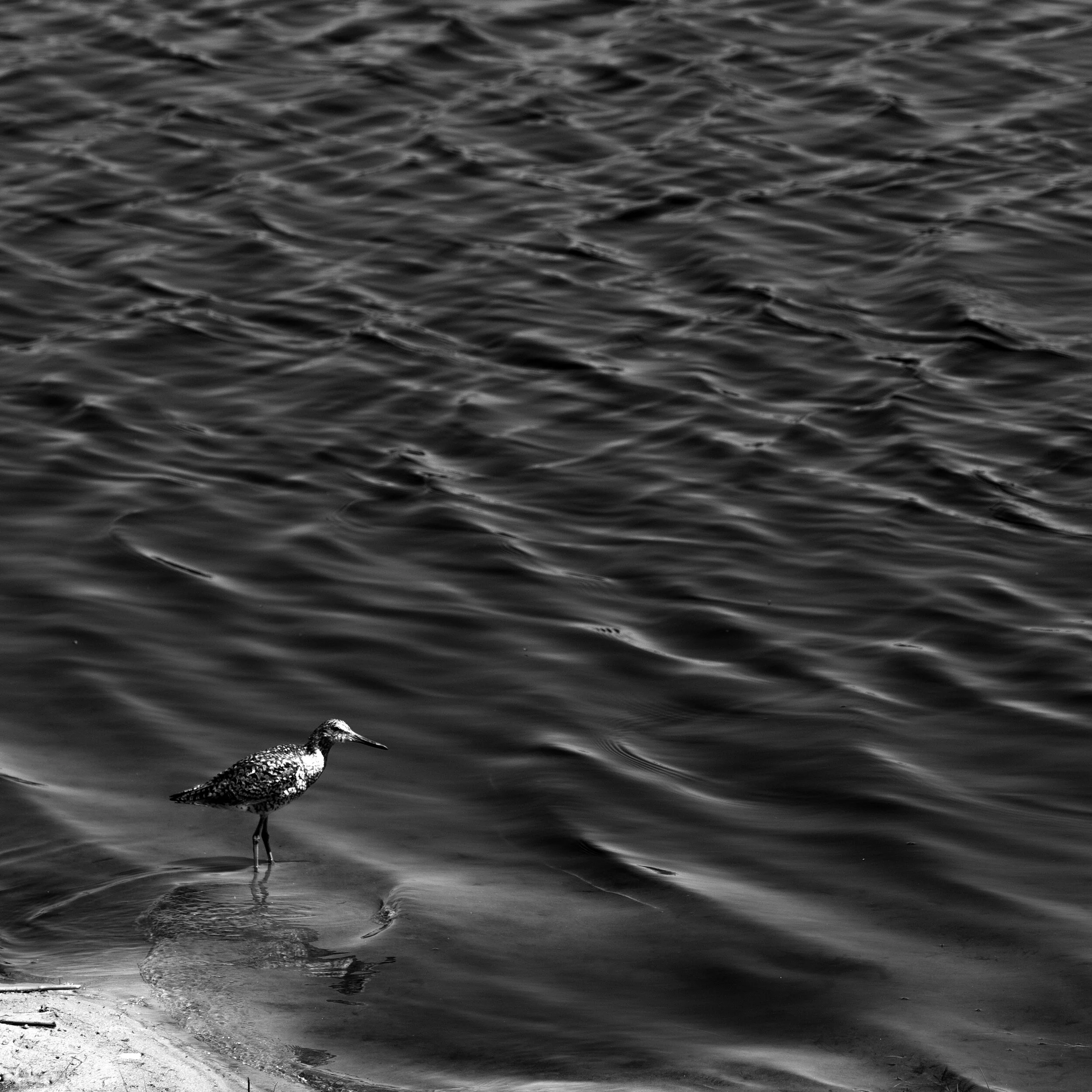 A willet feeds in the shallows of the salt marsh.