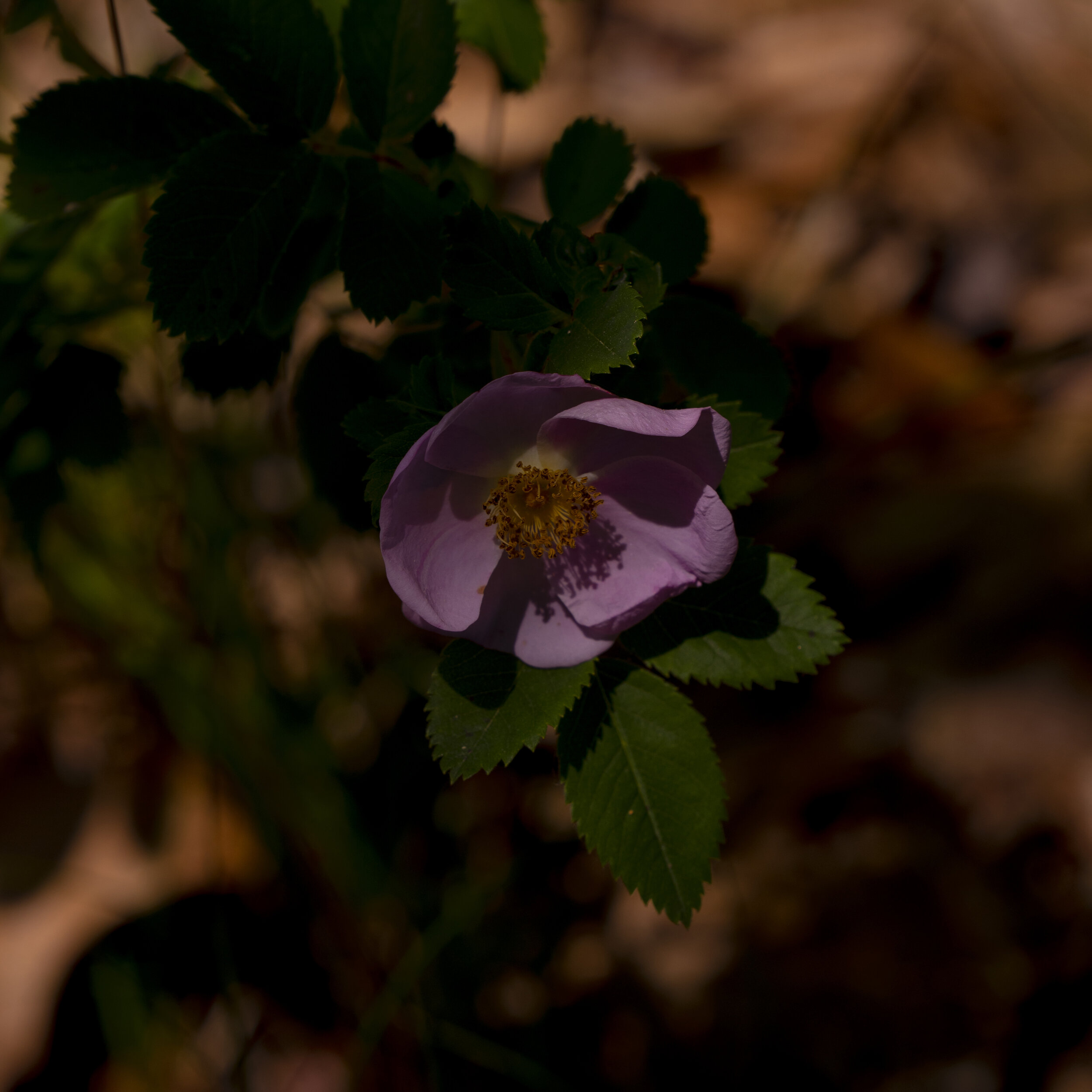 Virginia roses, a native species with fragrant blooms, line the paths through the preserve.