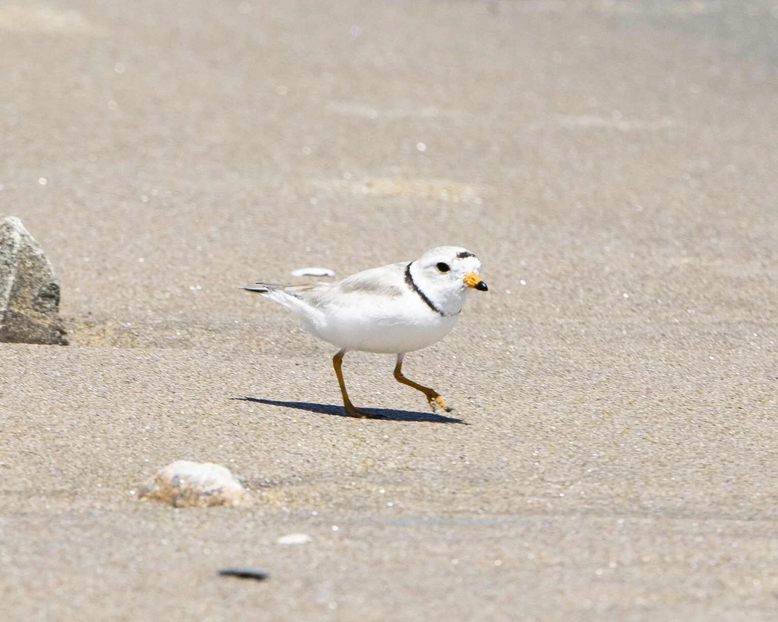 An adult male piping plover.