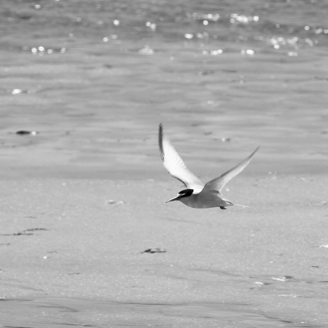 A Least Tern darts along the shoreline of Plum Island.