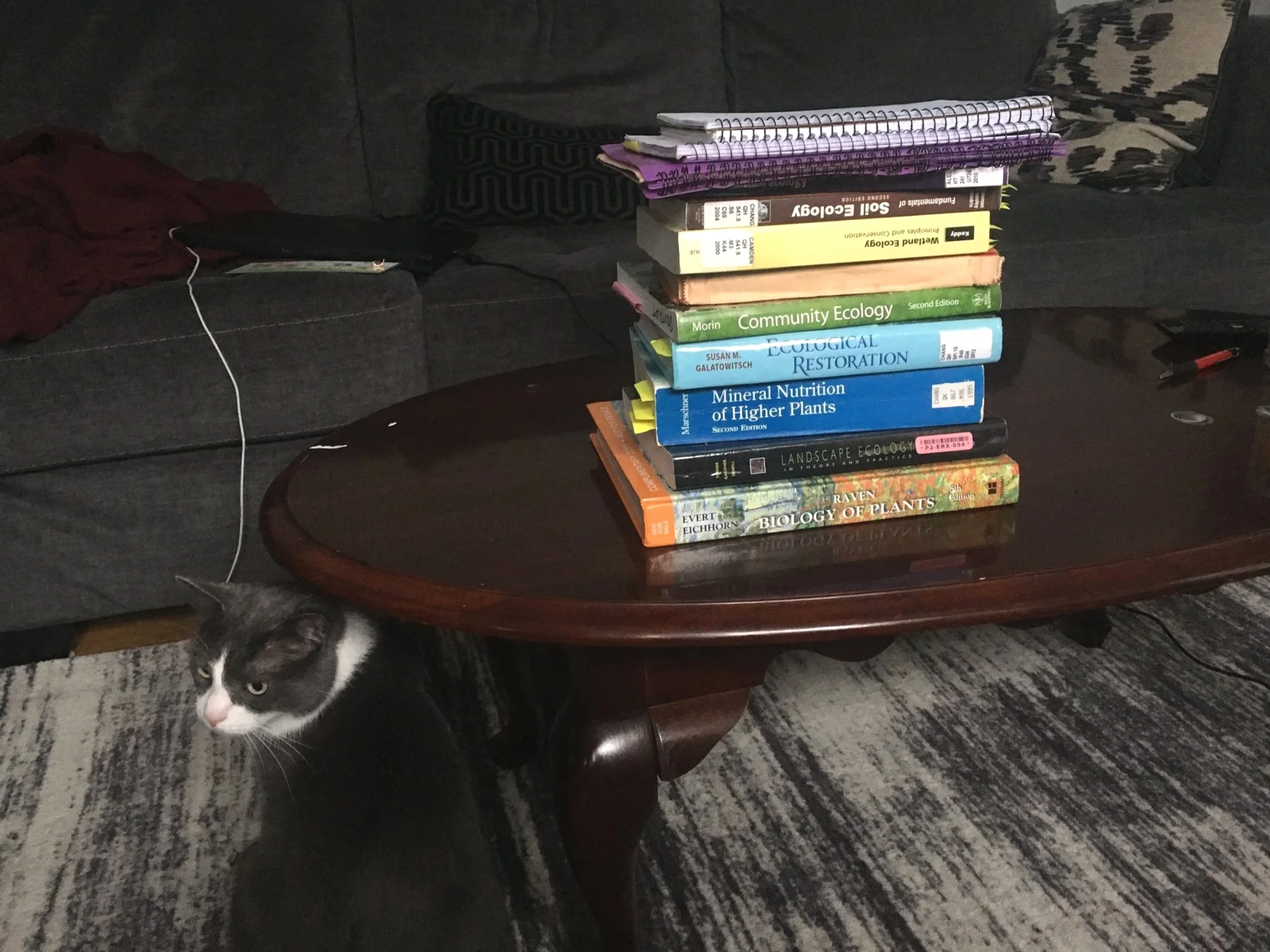 This is the stack of most of my assigned reading for my qualifying exam. My research assistant, Zelda, is to the left.