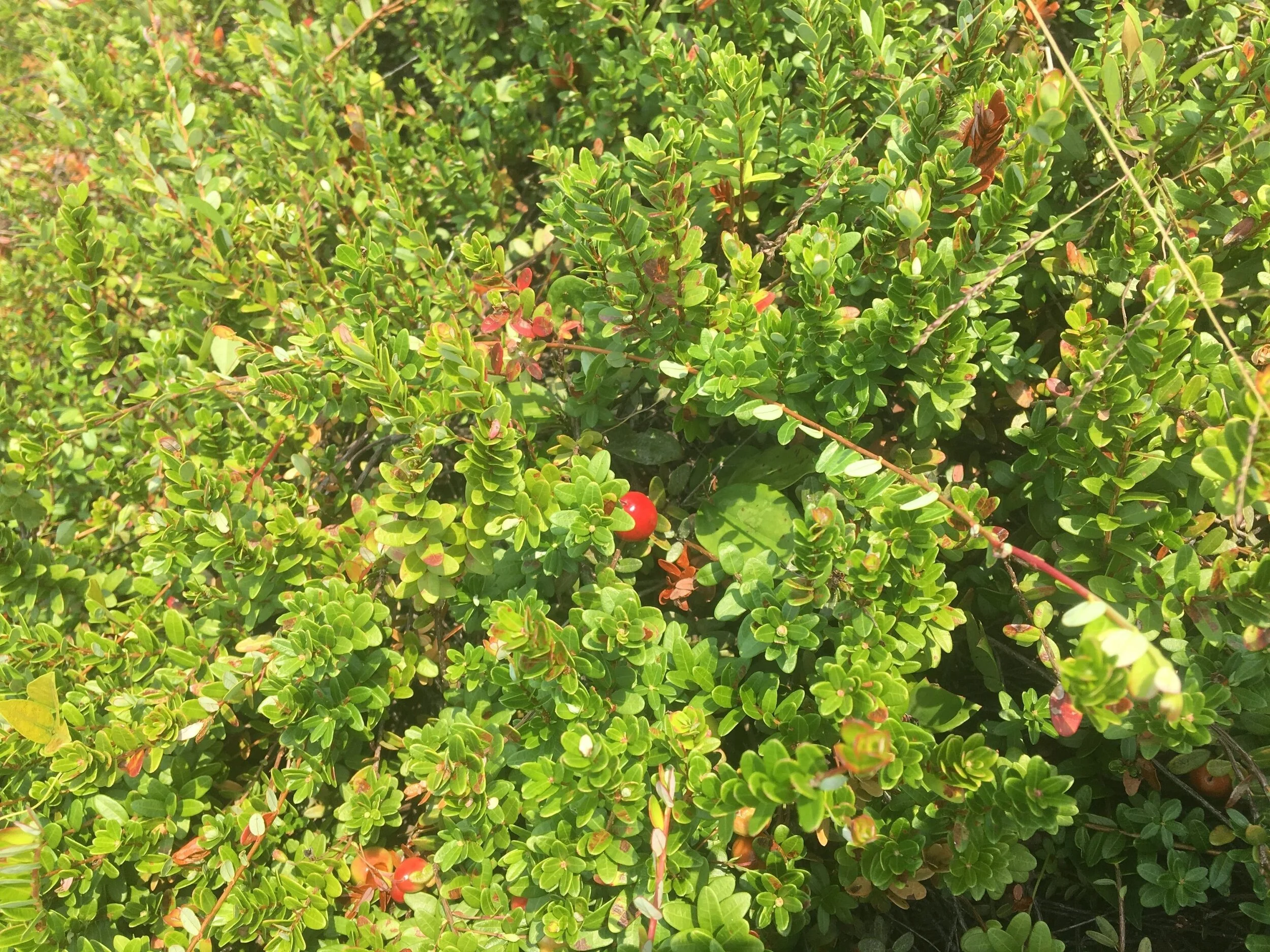 Cranberry Vines