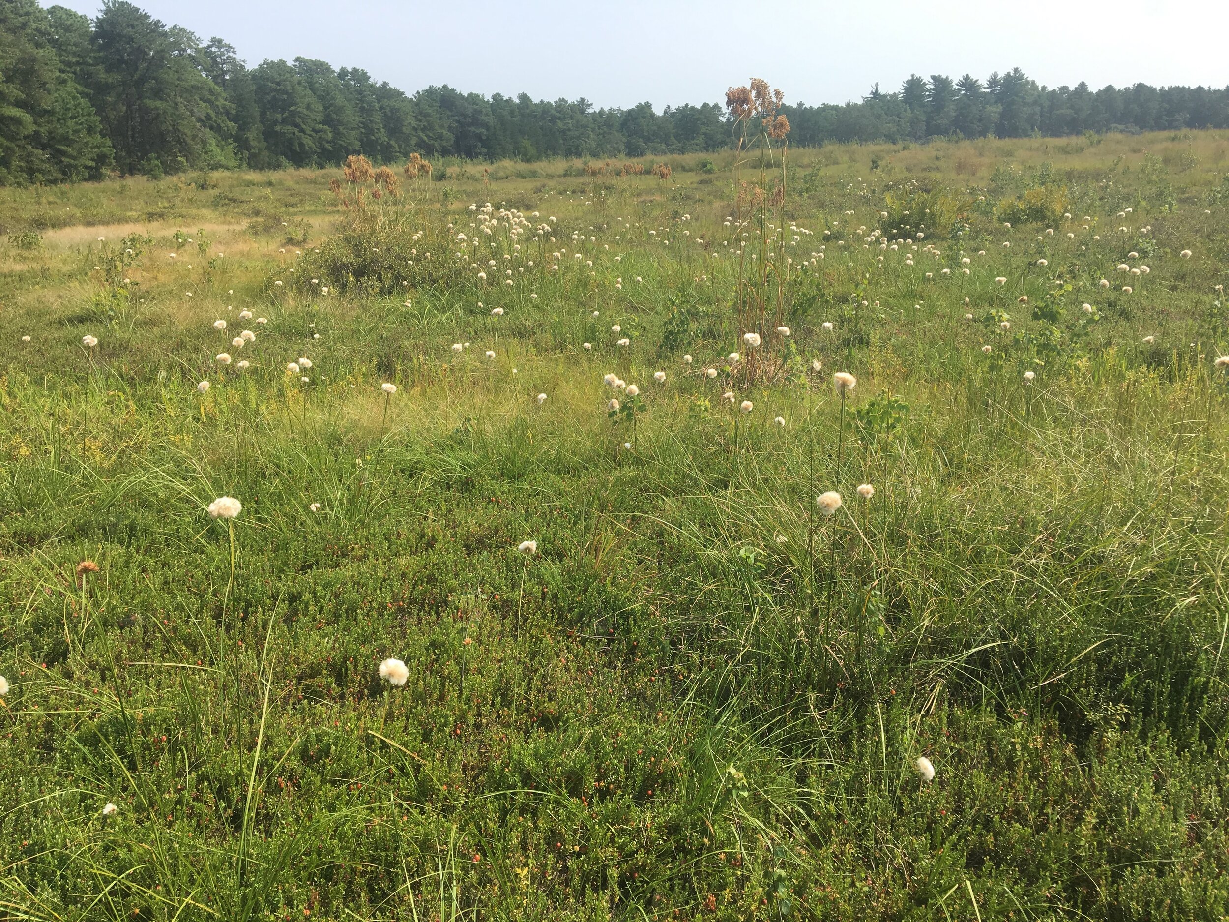 Former Cranberry Fields, Colliers Mills NJ