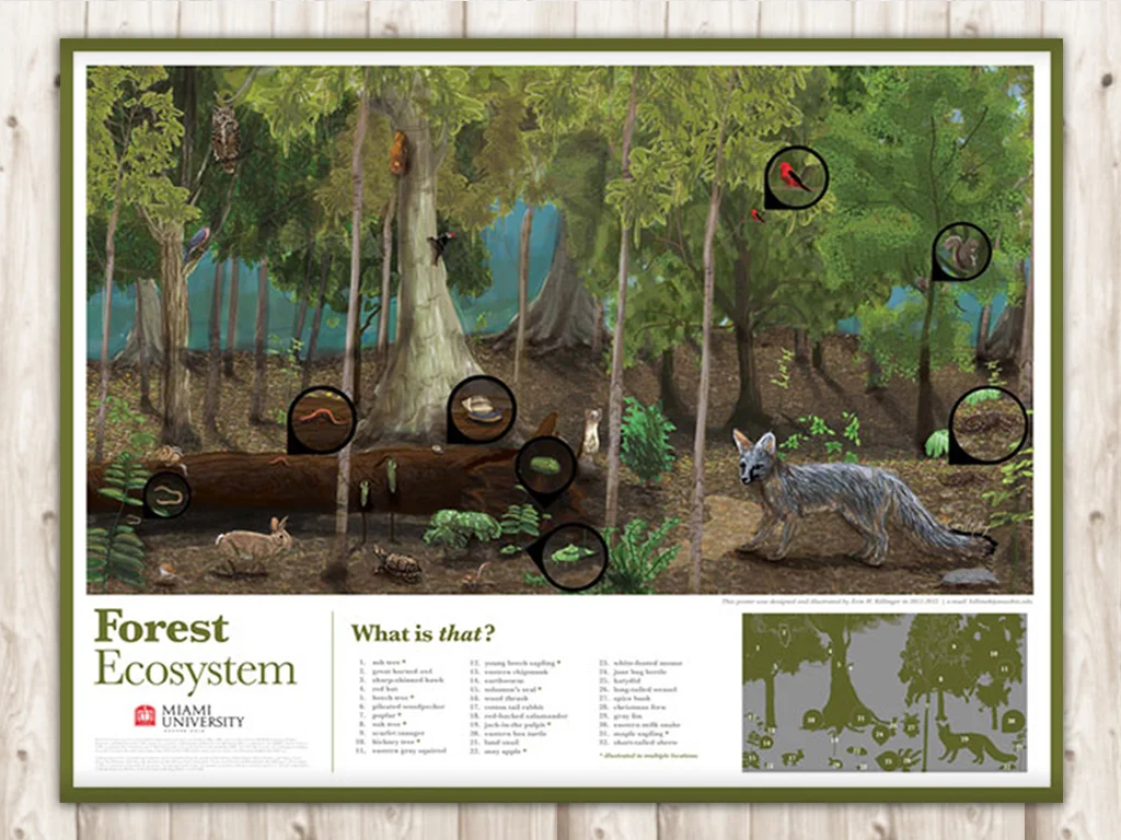 FOREST ECOSYSTEM POSTER
