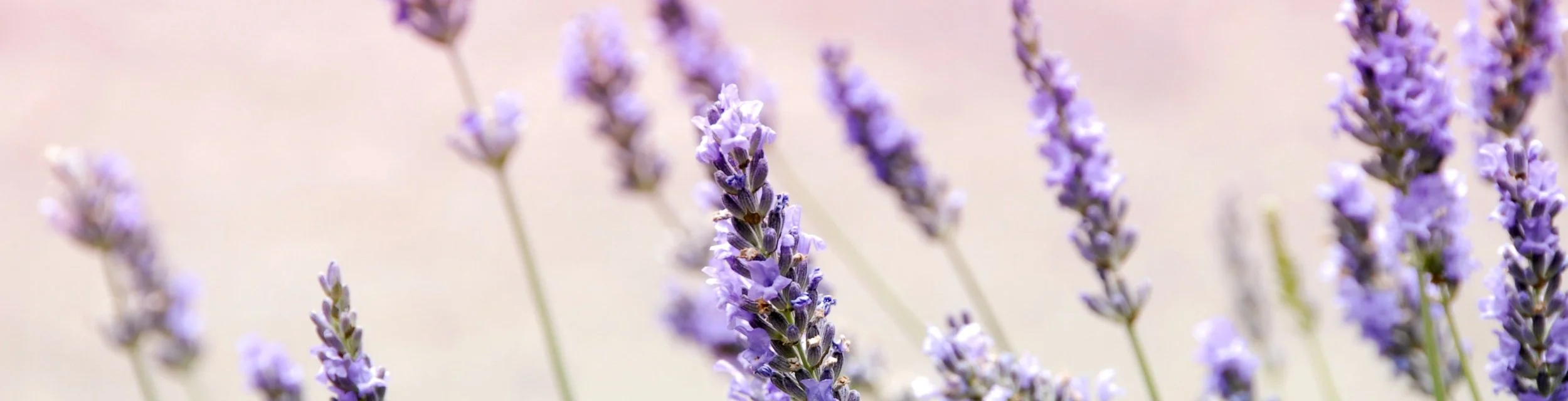lavendar.jpg