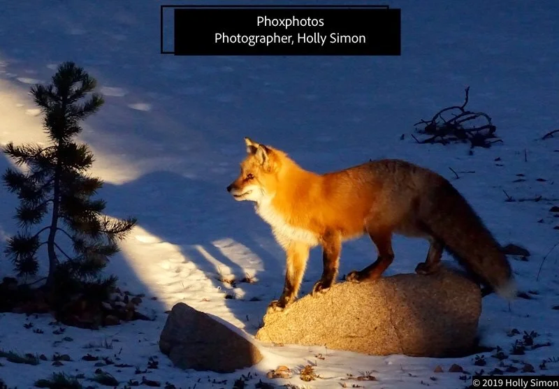 phoxphotos.jpeg