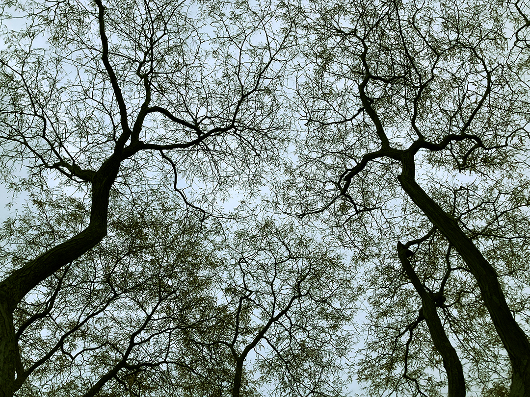 Trees VII