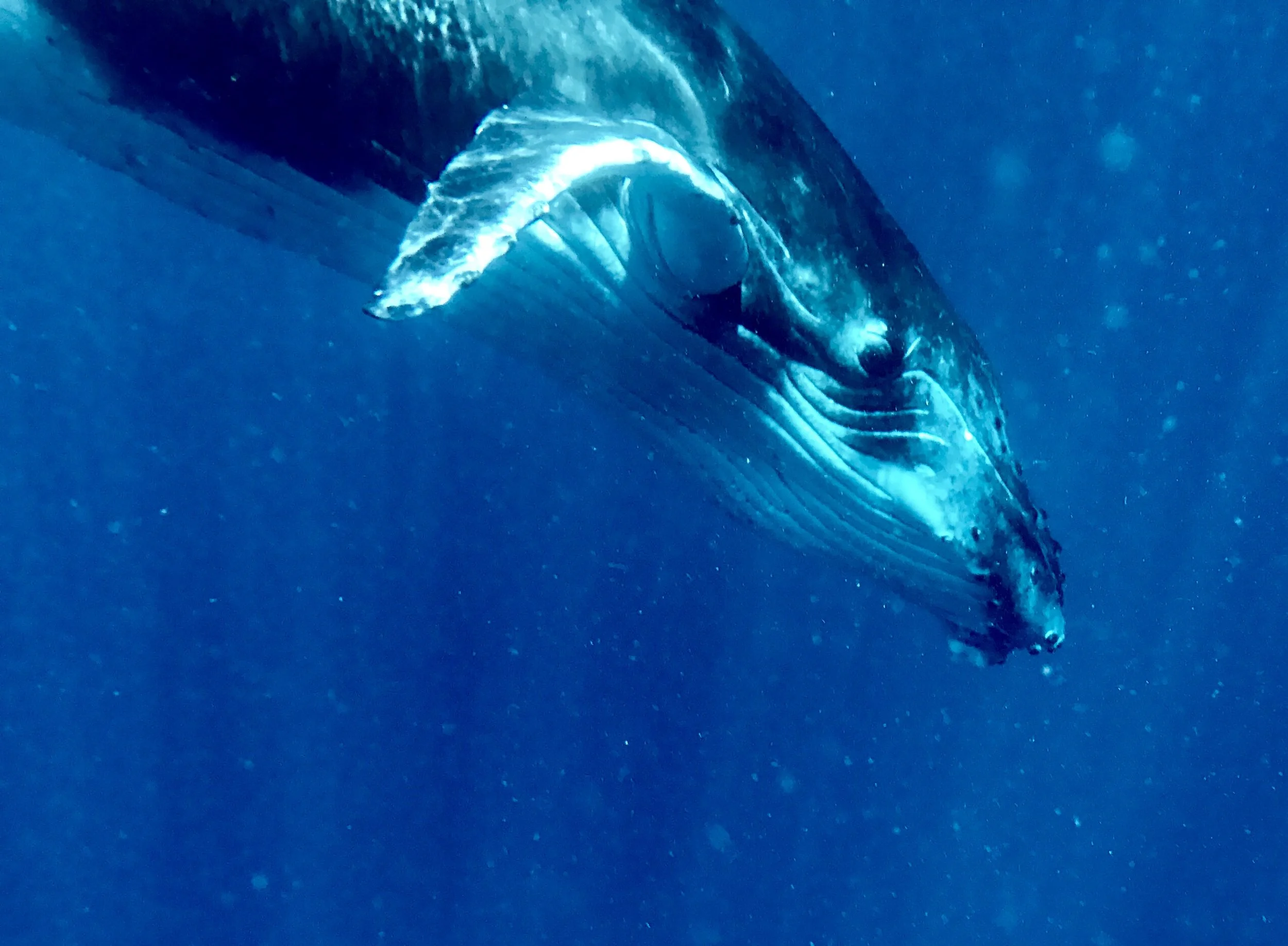 FullSizeRender 4.JPG