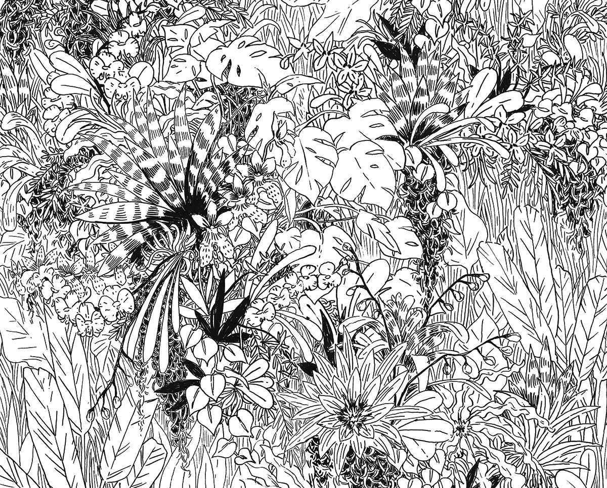 epiphytes lineart.jpg
