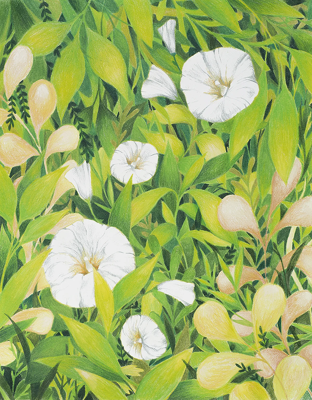 bindweed-w.jpg