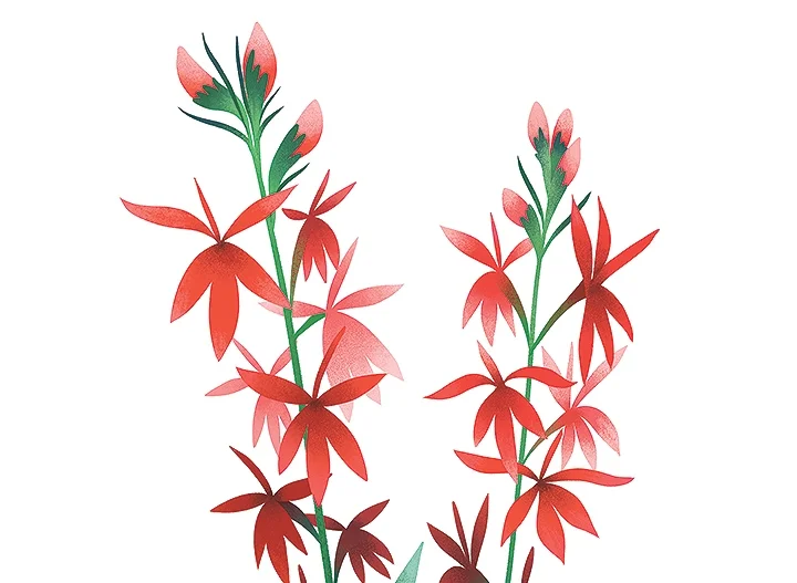 cardinal flower web.jpg