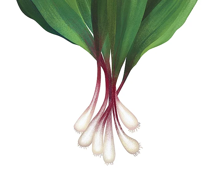 ramps.jpg