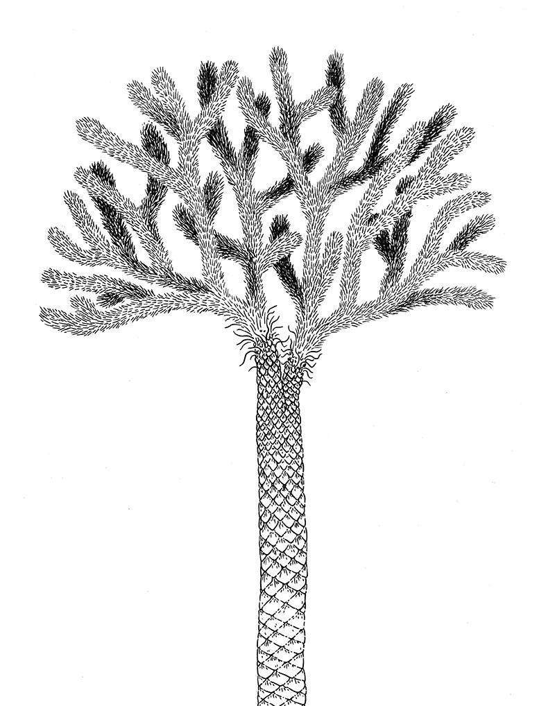palm 2 -sm.jpg