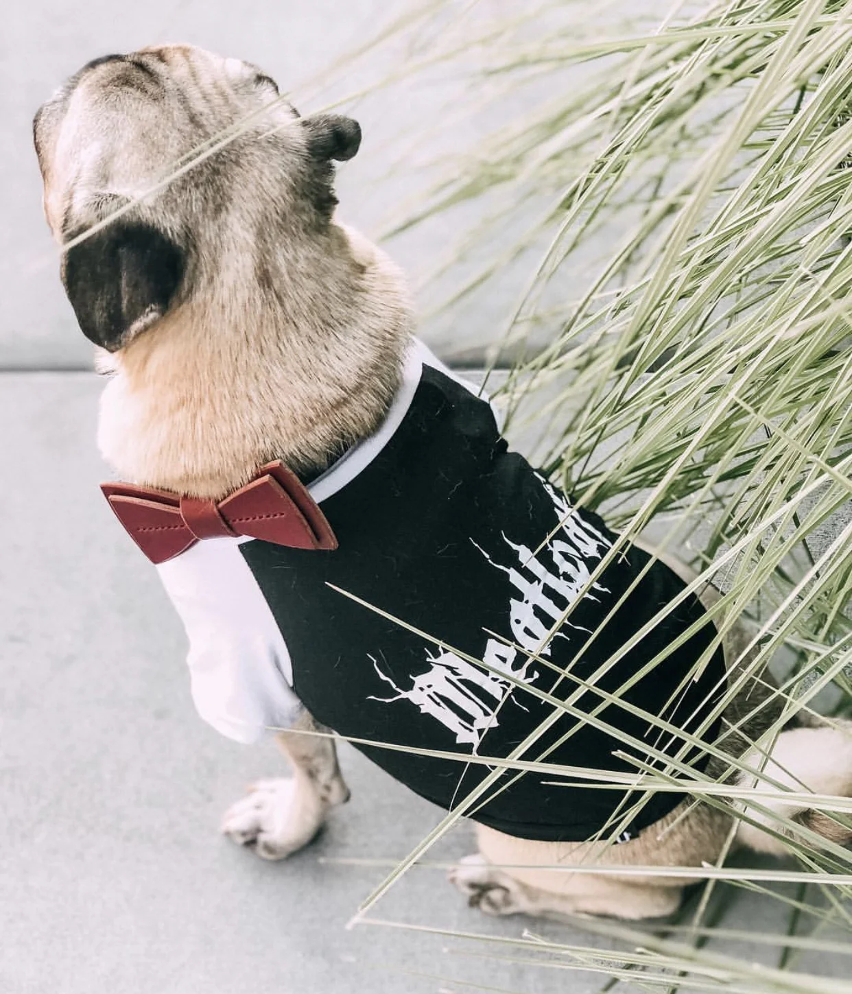 Shop Small Shop Women Owned For Your Dog Mama To A Meatloaf