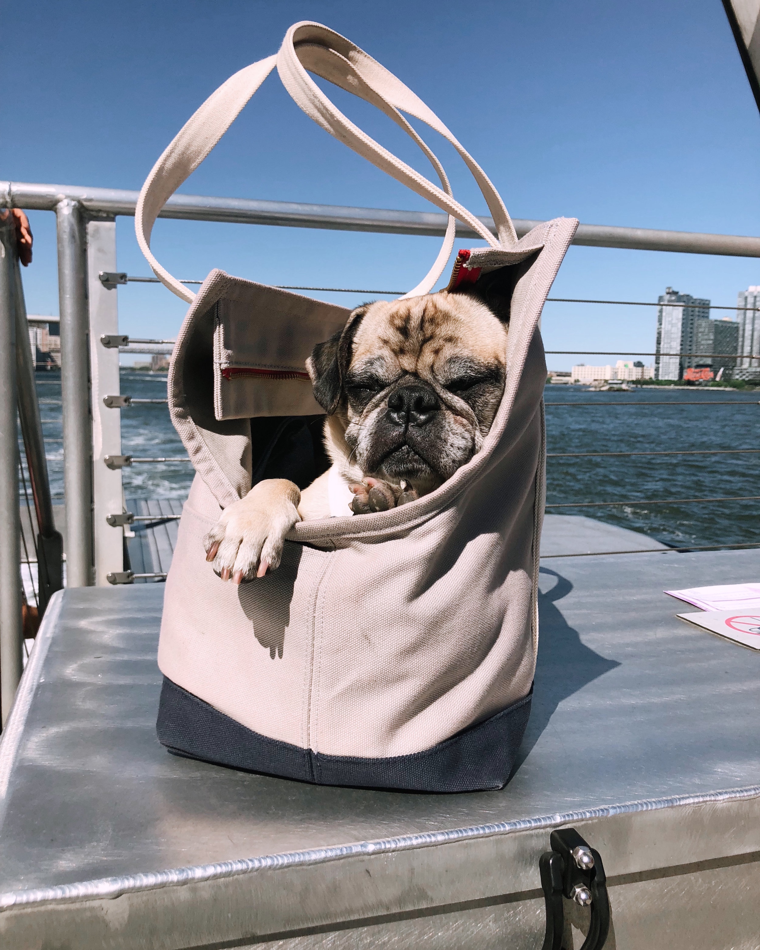 The Ultimate Checklist Of Doggie Travel Essentials Mama To A Meatloaf The Ultimate Checklist Of Doggie Travel Essentials Mama To A Meatloaf