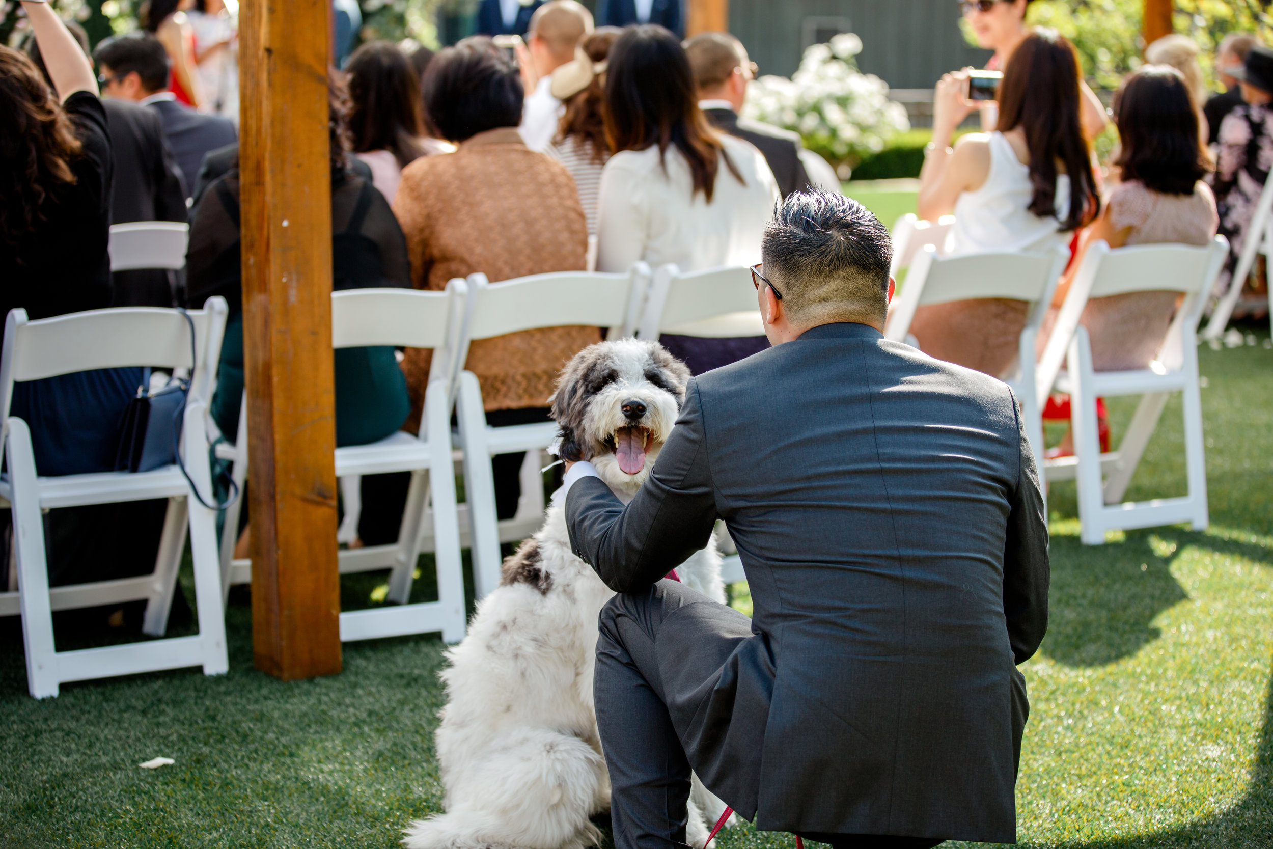  Carol’s cousin, Albert, flew in from Paris and became instant besties with Olive at first paw-shake. Thanks to his help, Olive was able to attend her parents’ wedding! 