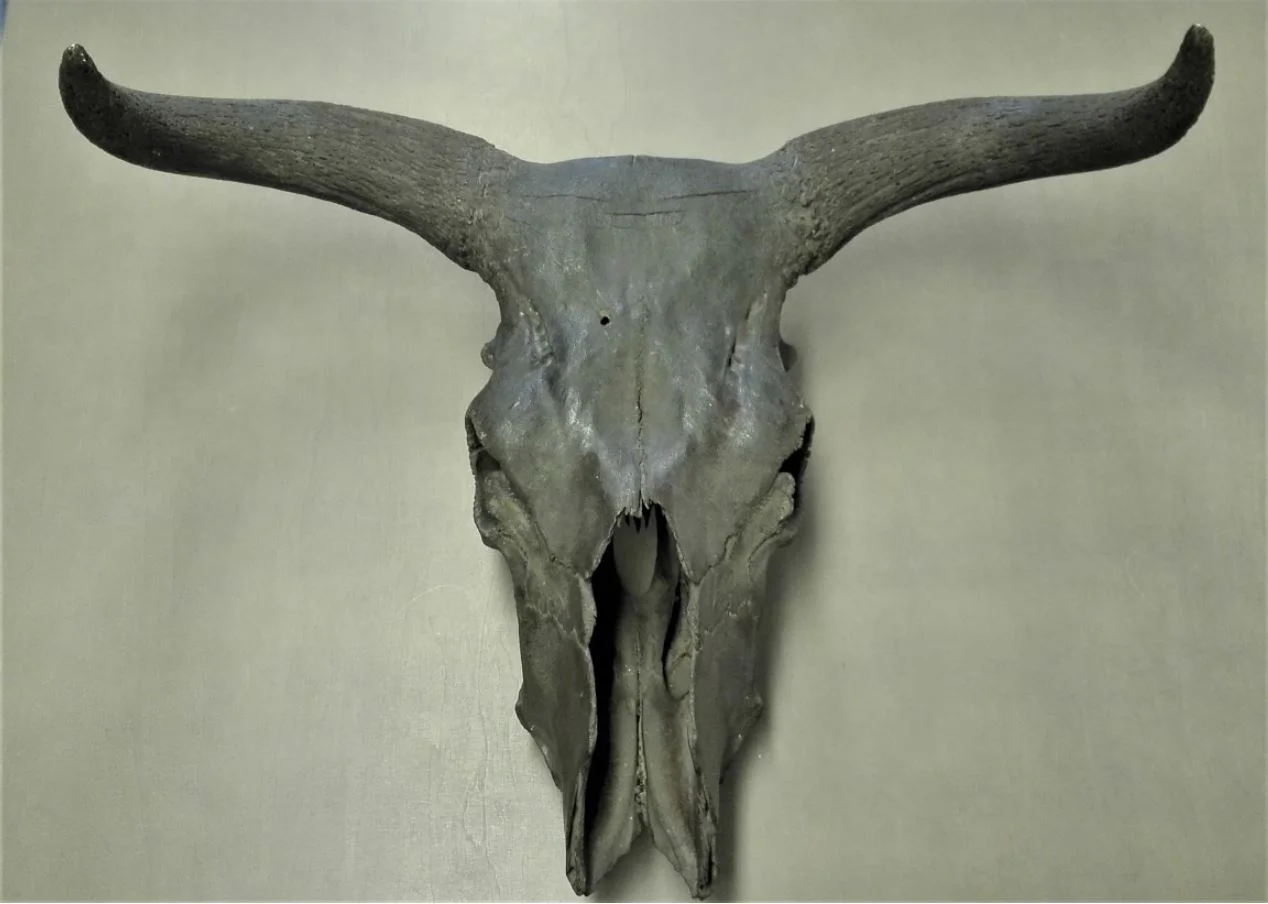 JAUNĀKIE TAURA KAULU UN MAMUTA ZOBU DATĒJUMI