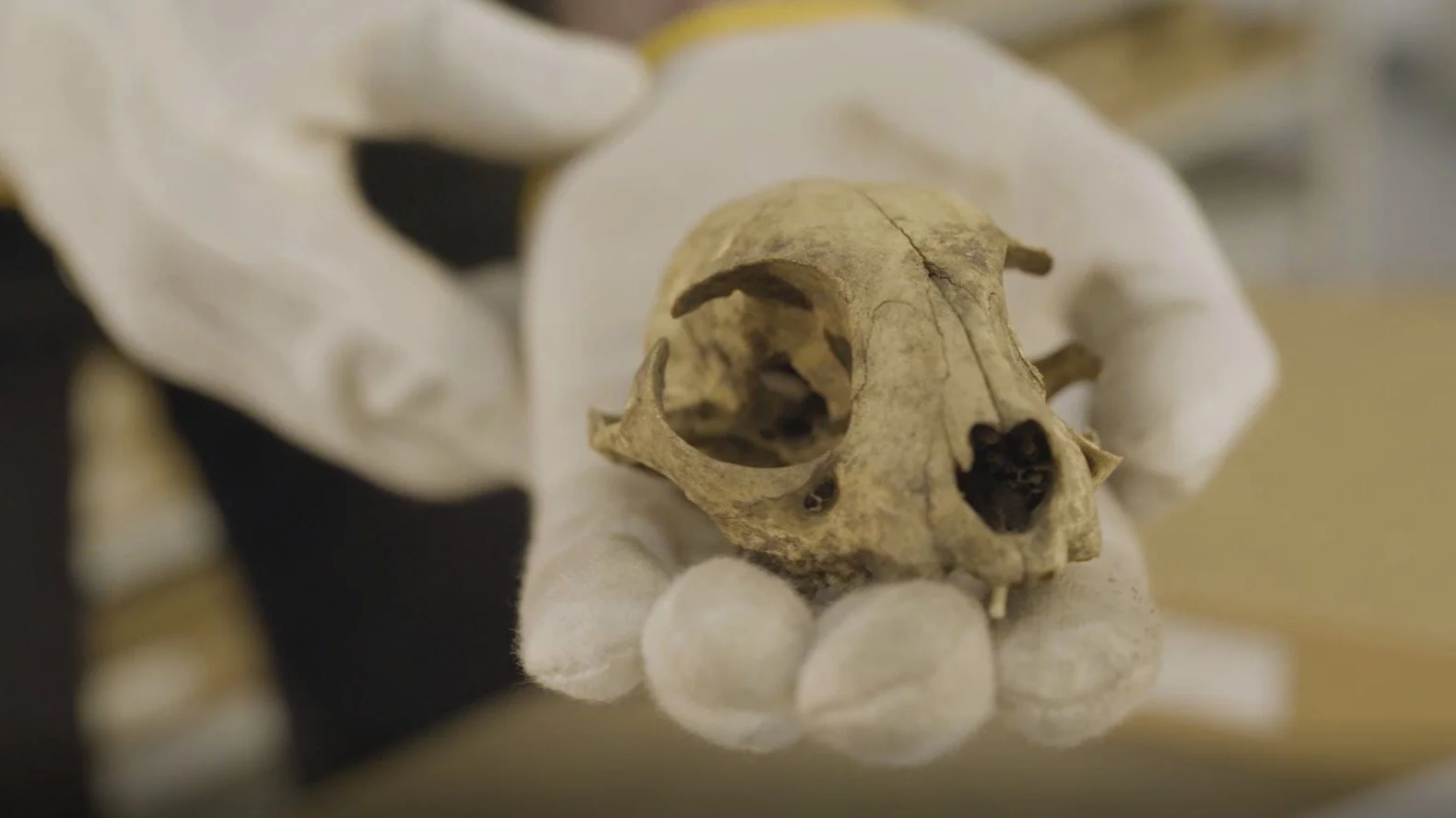 Aizkraukles senā fauna