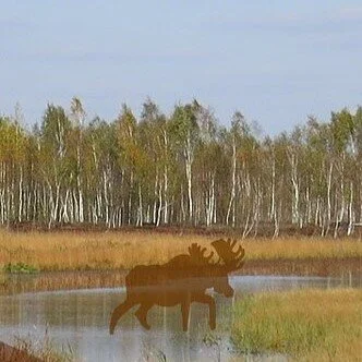 Konferences sekcija “Vide un cilvēks: jaunākie pētījumi par neolīta periodu Austrumbaltijā”