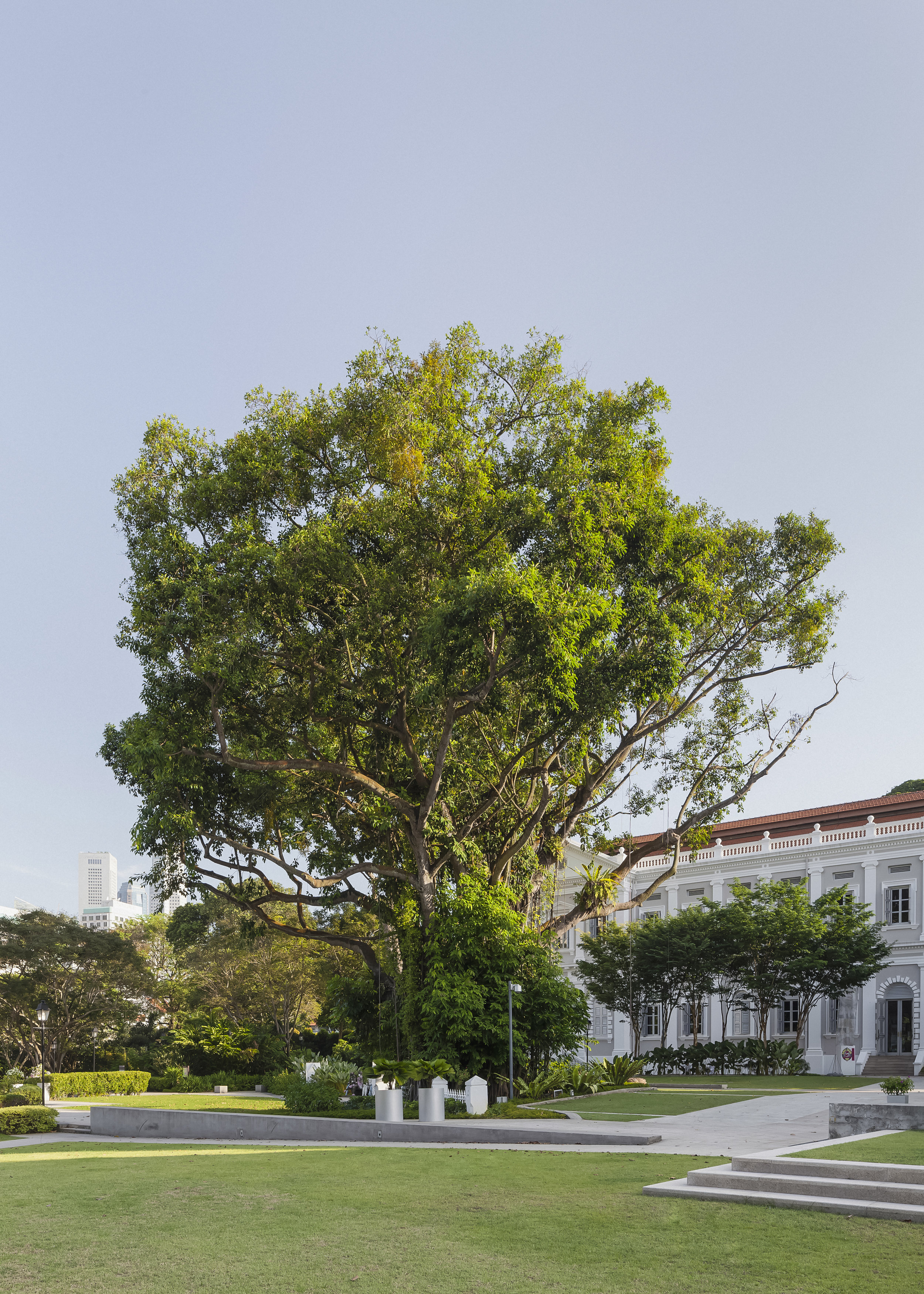   Banyan Tree  National Museum of Singapore  client:  National Heritage Board, Singapore    