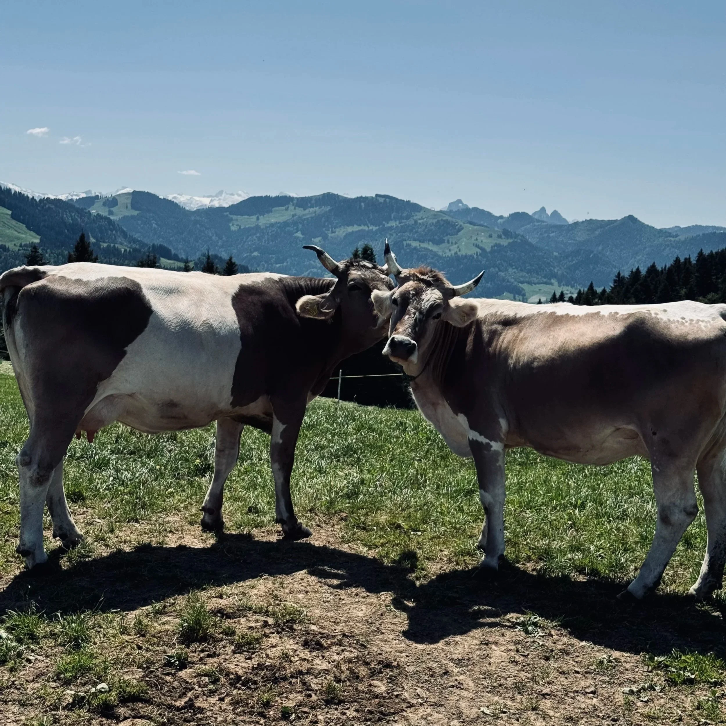 Sommerferien 4.7.2026 - 9.8.2026