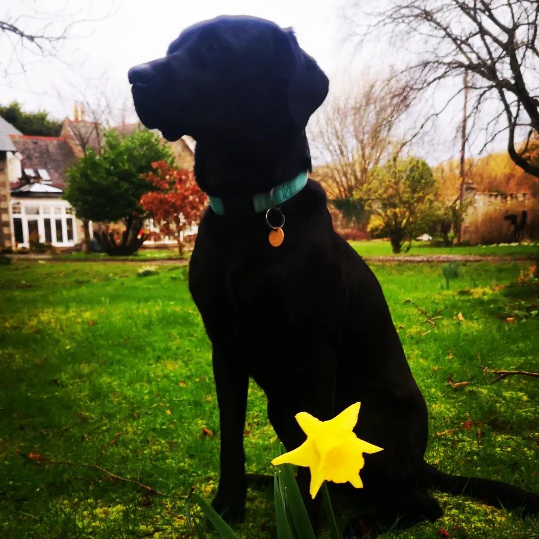 #stopthewarputin #blacklab #daffodils #firstoftheseason 

My heart goes out to the people of Ukraine, they are strong and resilient, good will overcome. 
I wanted to post first daffodil of the season at knockbrex with evie and her blue collar. #ukrai