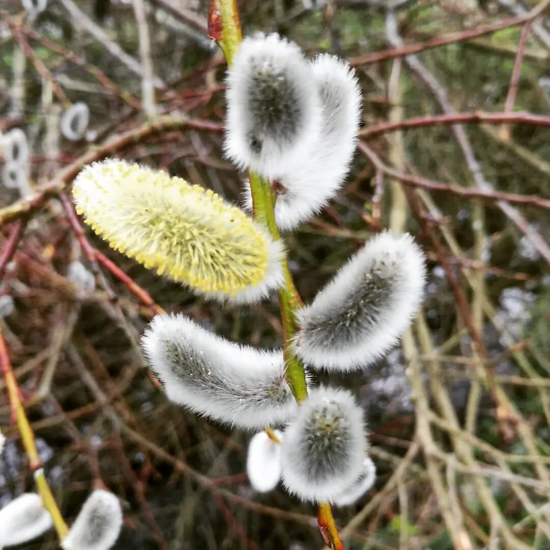 Salix cinerea (pussy willow) tree that fell down in the storm has blossomed again!