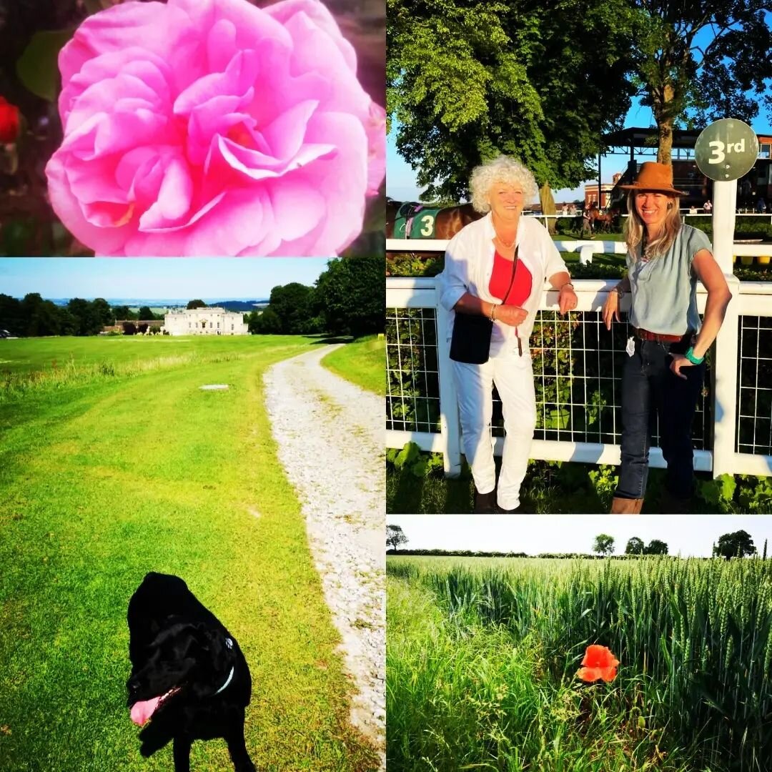 Amazing couple of days in North Yorkshire with Jill Wood!

#northyorkshire #riponraces #wildroses #countrywalks #goodpubgrub #gillingcastle #dogdog #blacklab #wheatfields