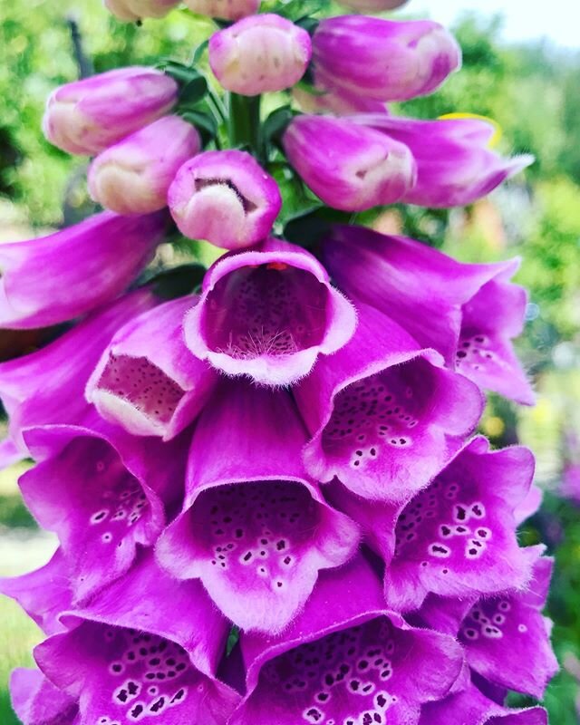 Digitalis purpurea &bdquo;Fingerhut&ldquo;
#plants #pflanzen #digitalis #aroma #colorful #color #pink #poison #flowers #nature #naturephotography #garten #garden #gardening #gardenlove #beautiful#wonderful #nice #happy #gartenfreude #botanical  #home