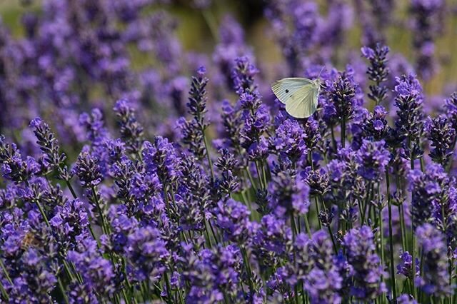 Nature 
#aromaatelier #aroma#duft#aromatherapy #flowers #garden #butterfly #color #colorful #massage #lavender #blue #happy #rheinlandpfalz #rheinland #home #daheim#germany #nature #naturelovers #naturephotography #fresh #field #calm #relax #schmette