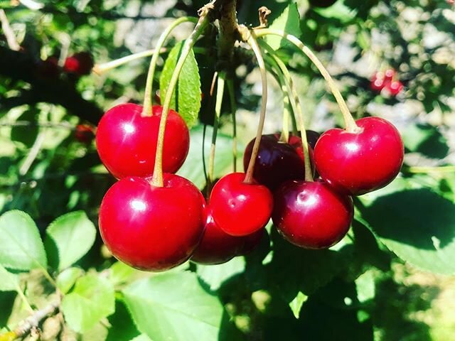 Aromatische Schattenmorellen im Sonnenlicht 
#aroma #aromatherapy #aromaatelier #garden #gardening #plants #flowers #fruits #color #red #green #cherry #lovely #fresh #fantastic #rheinlandpfalz #rheinland #gardeninspiration #nature #view #botanical #s