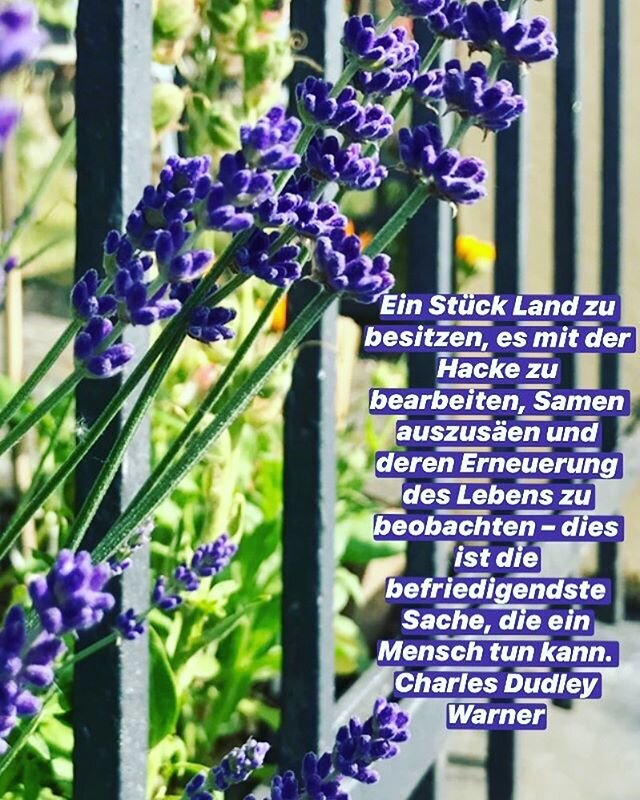 Aroma Garten 
#aroma #aromaatelier #garten #garden #gardening #lavender #blue #sun#sunshine #rheinlandpfalz #rheinland #home #beautiful #light #view #flowers #plants #nature #naturephotography #naturelovers #blossom #duft #massage #friends #sunset #s