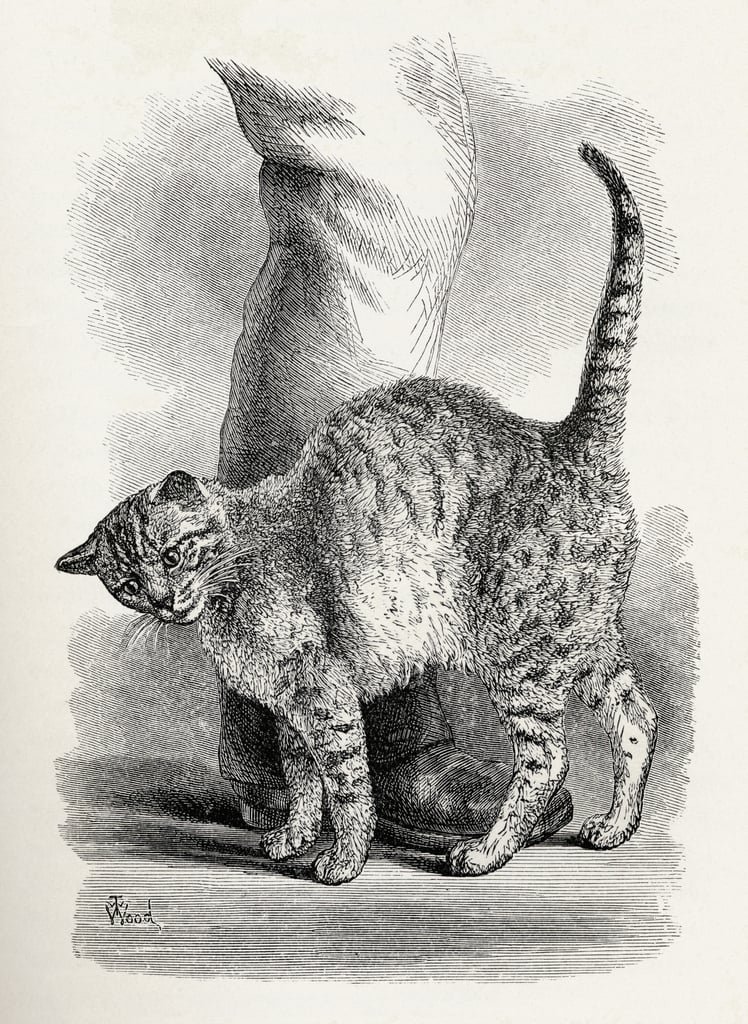 Thomas W Wood - Cat in an affectionate frame of mind from Charles Darwins The Expression of the Emotions in Man and Animals 1872  - (MeisterDrucke-38362).jpeg