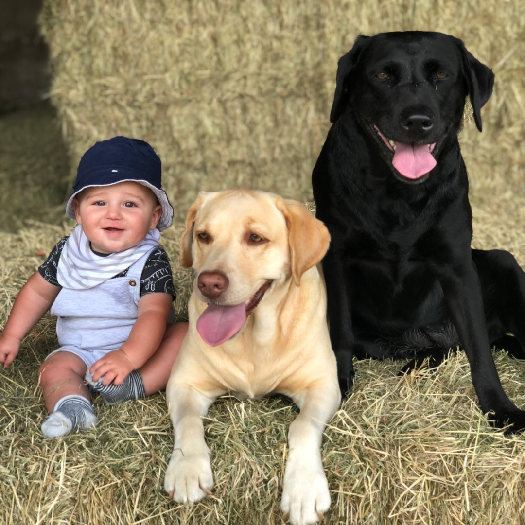 Keeping children safe around dogs