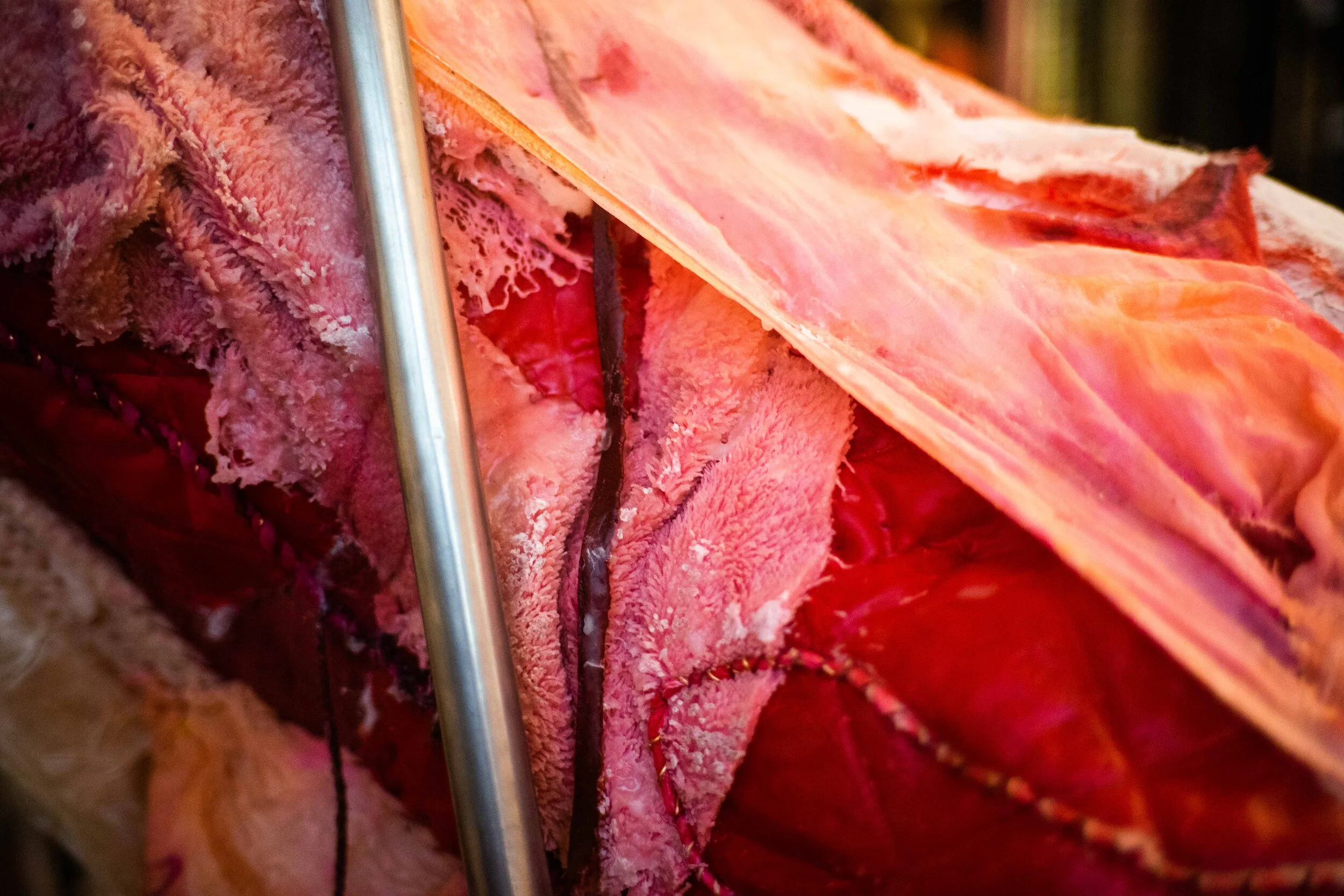 Tongue (detail). Photo by Tchad Findlay.JPG