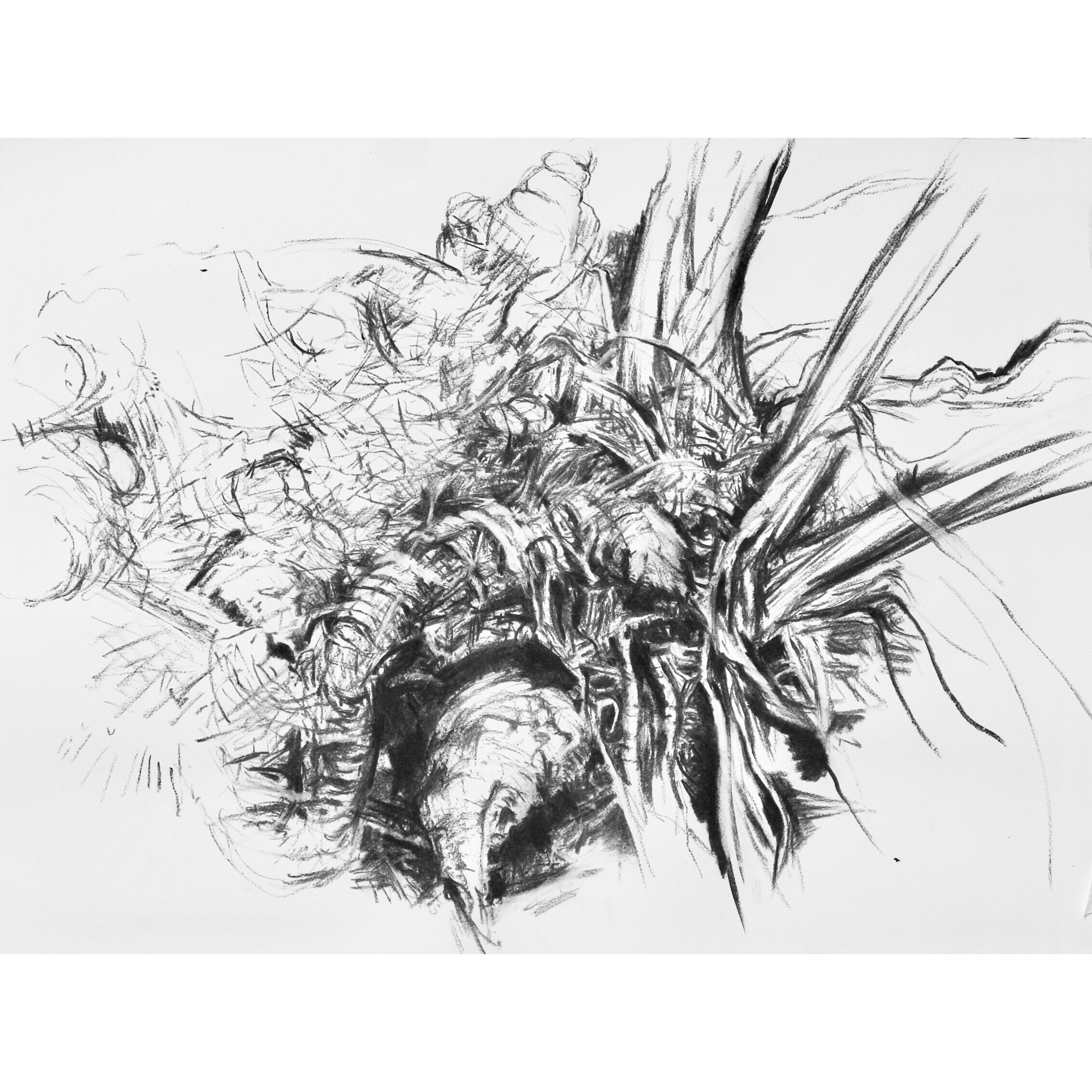 Iris Roots, giclee print.jpeg