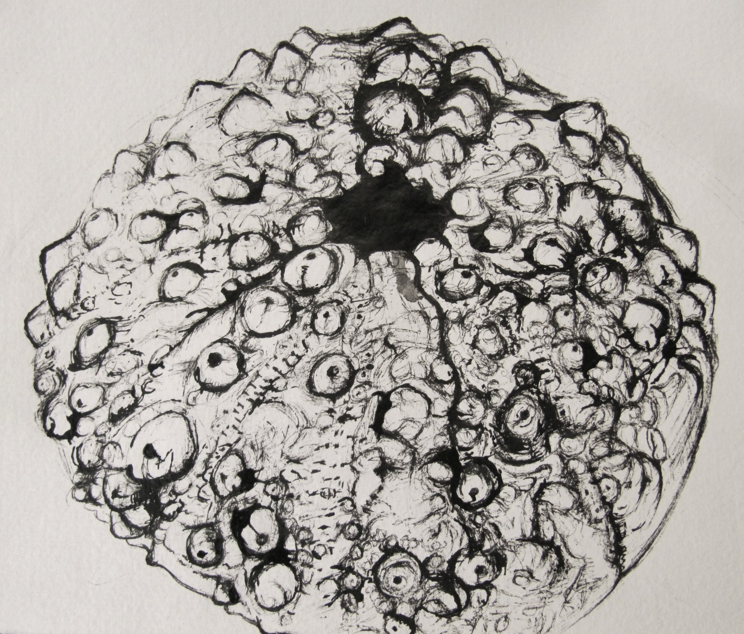 Urchin, giclee print.jpeg