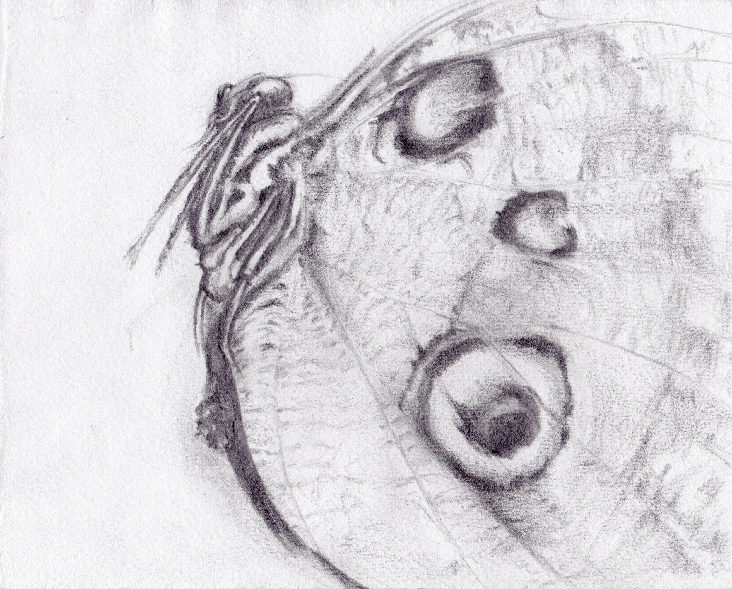 Large Moth.giclee print.jpeg