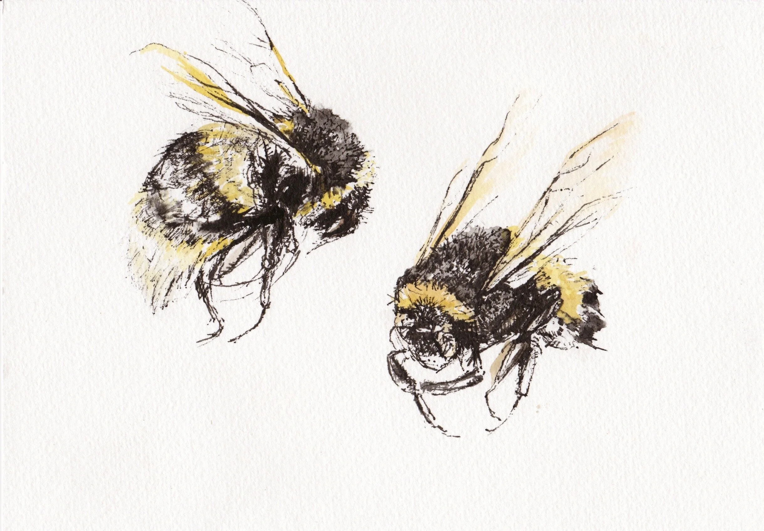 Bumblebees, giclee print.jpeg