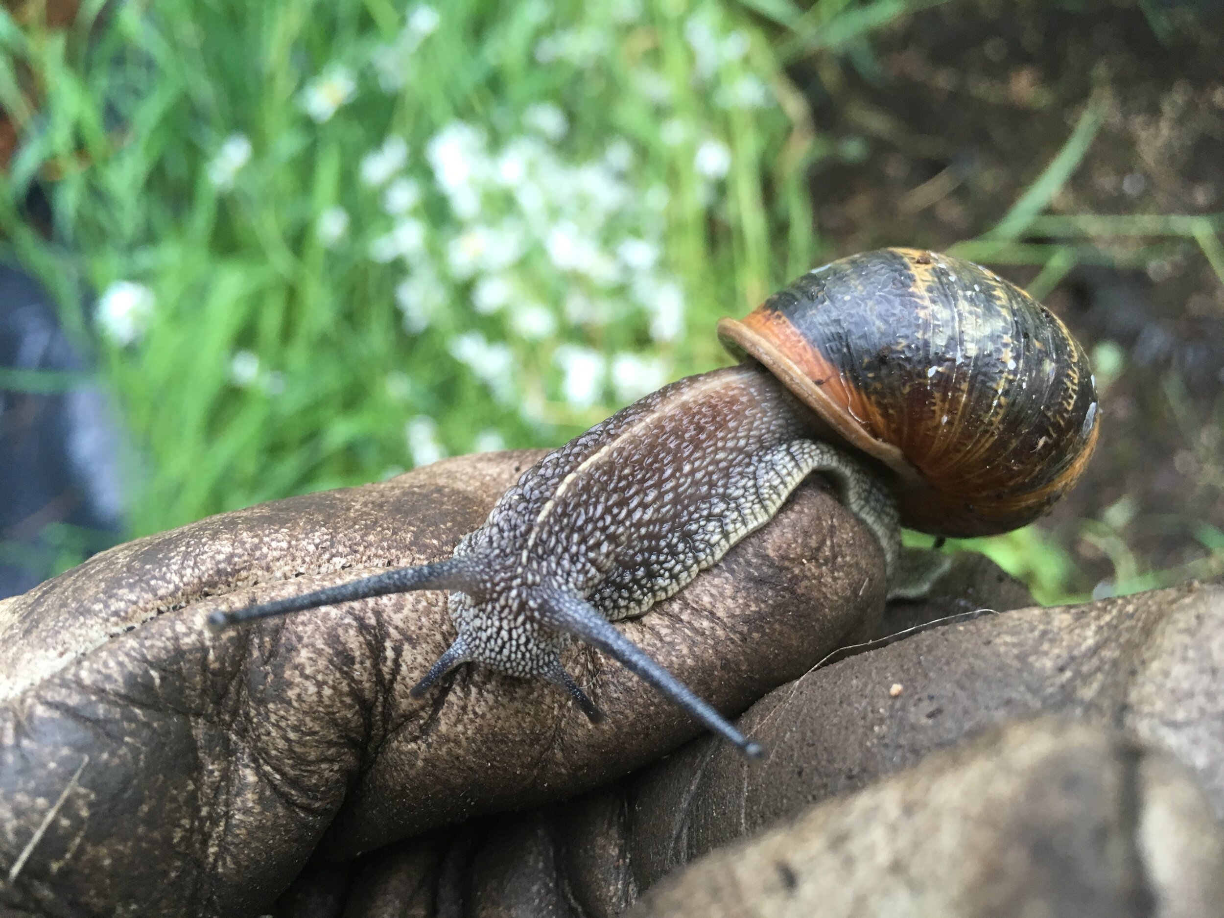 Fiona Campbell, Life in the Undergrowth, Snail on Hand.jpeg