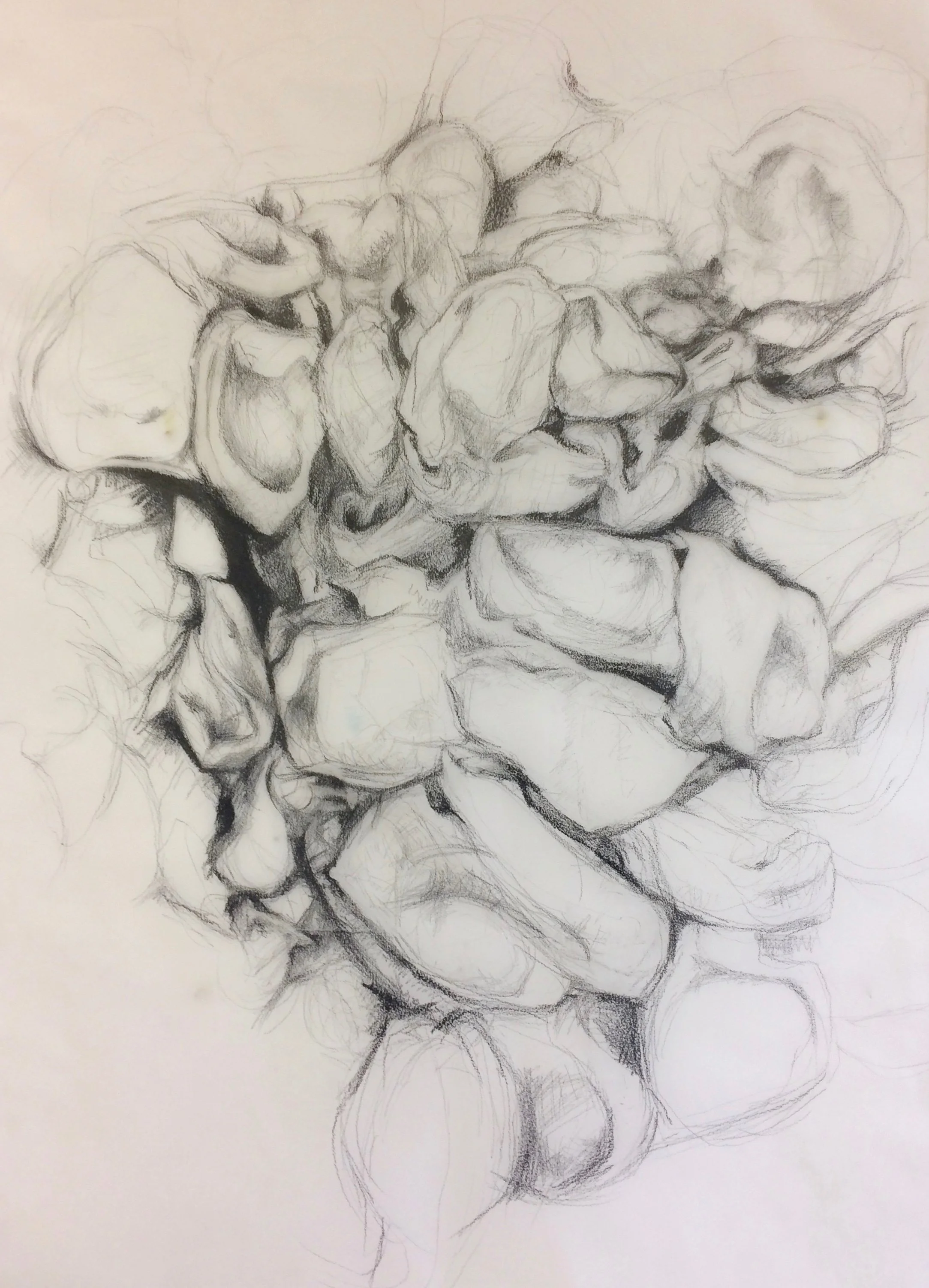 Egg Sacs Graphite, tracing paper.jpg