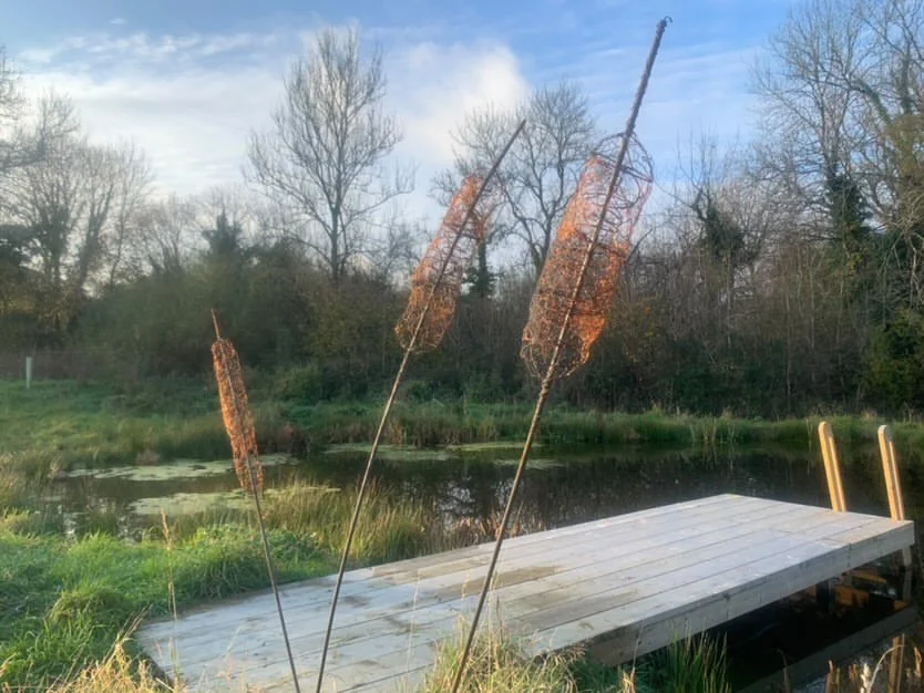 Bulrushes. Photo by Al Crossman.JPG