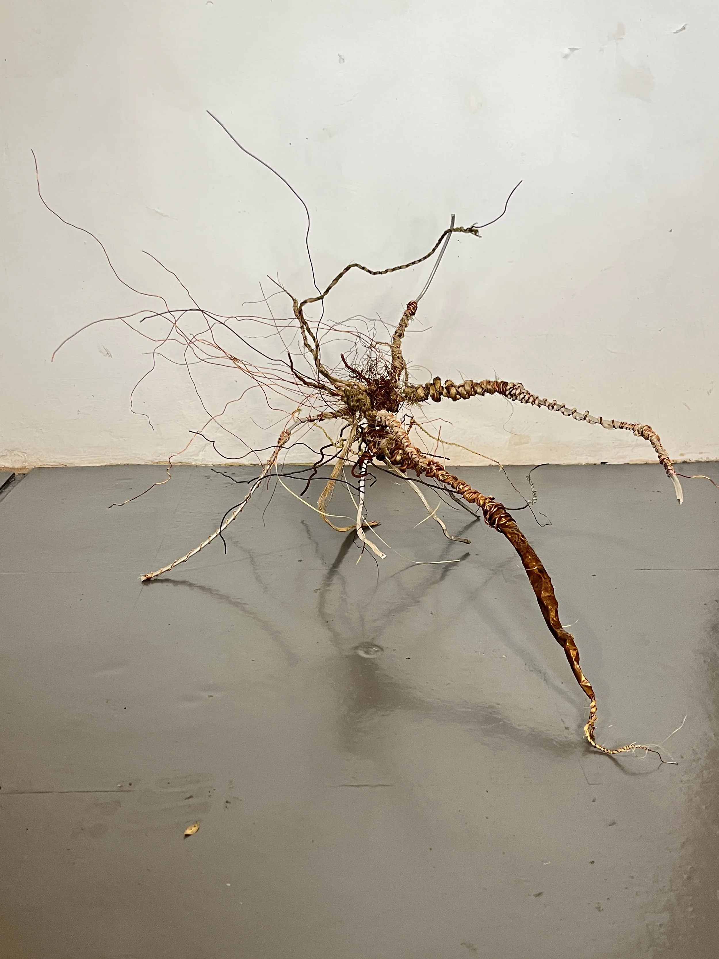 Roots, Fiona Campbell.JPG