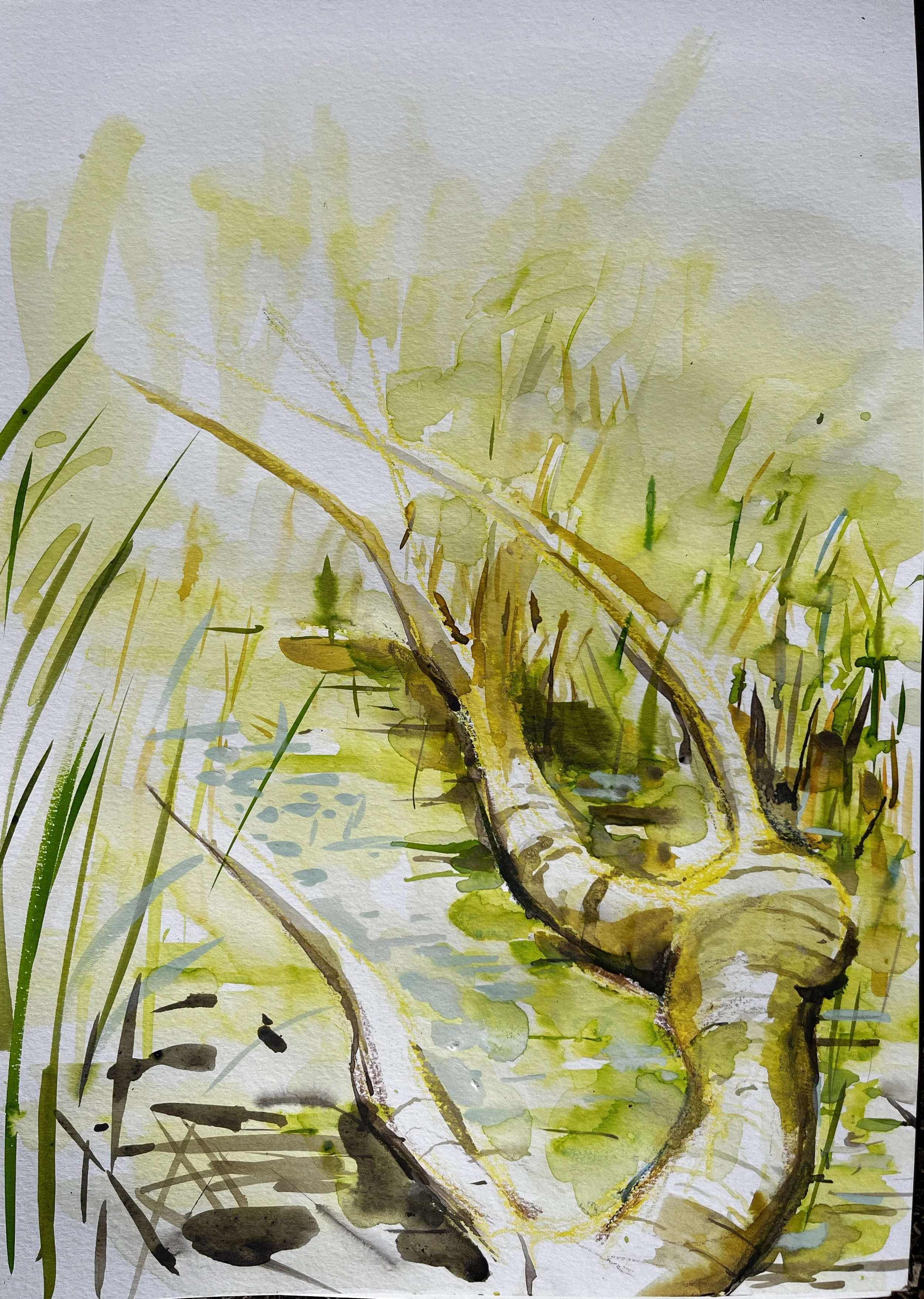 Tree form, Avalon Marshes, 2025.JPG