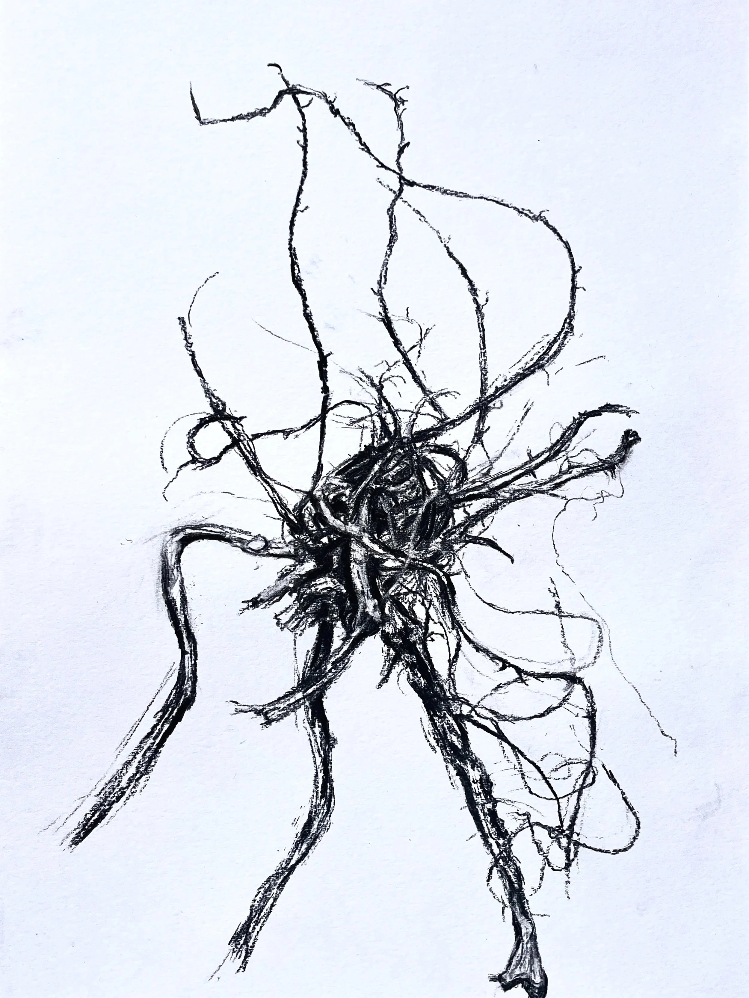Grass+Roots+II%2C+charcoal+on+paper.jpg