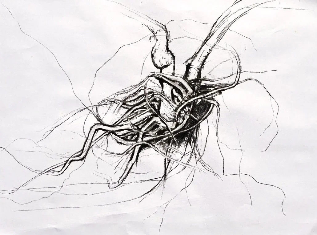 Roots%2C+charcoal+drawing%2C+2022.jpg