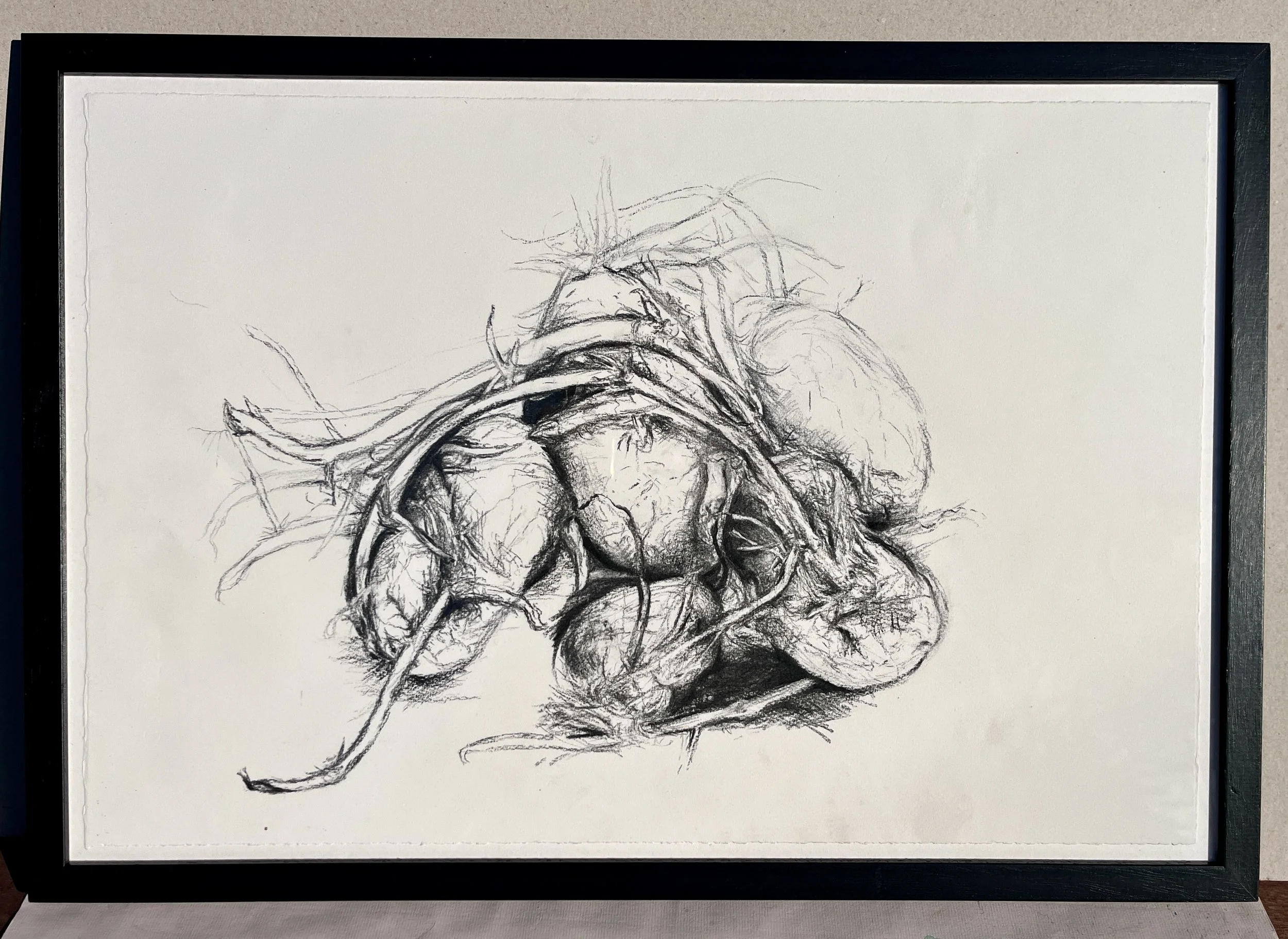 Sprouting Potatoes, framed.jpeg